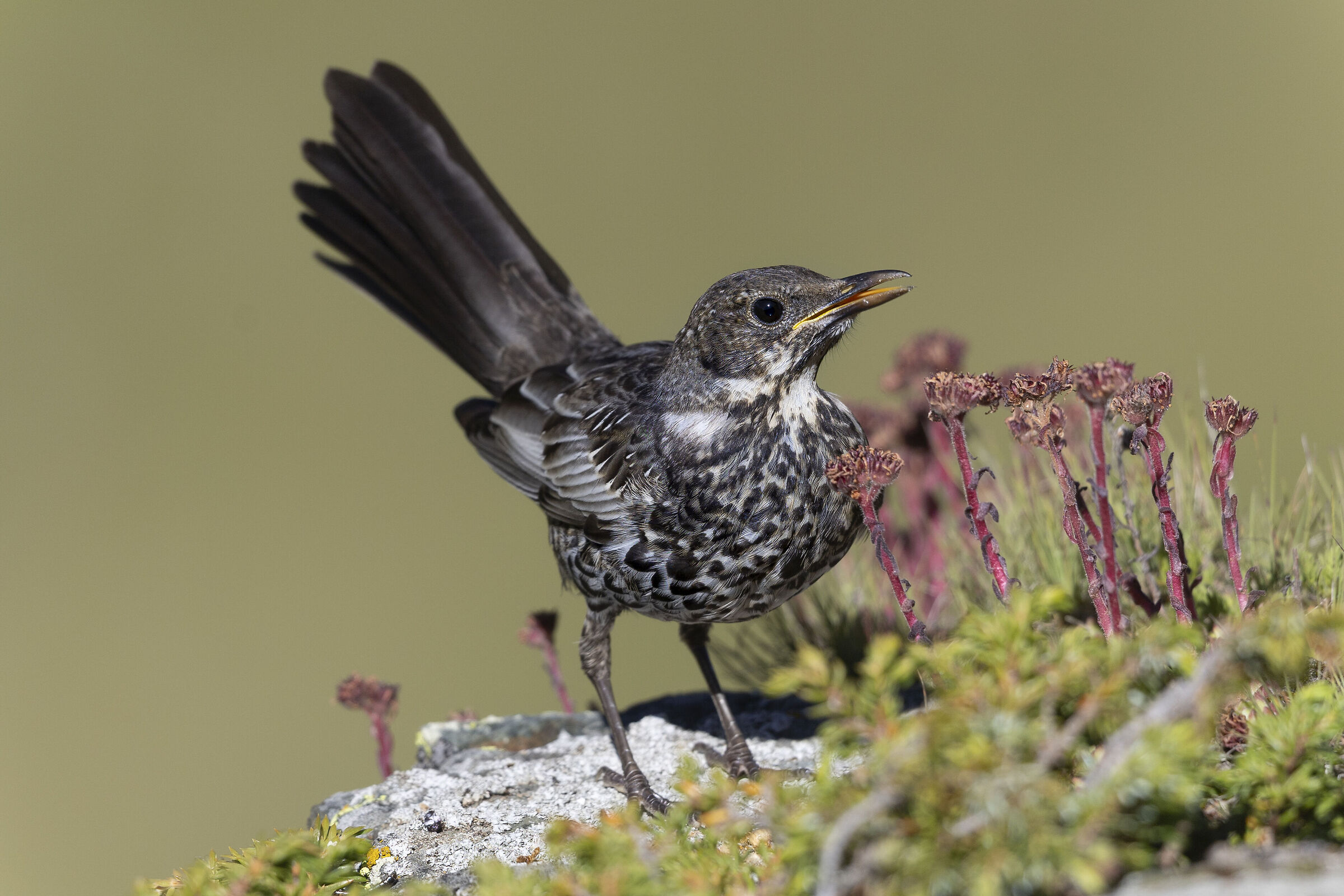 Collared Blackbird JUV July 2025 - 2