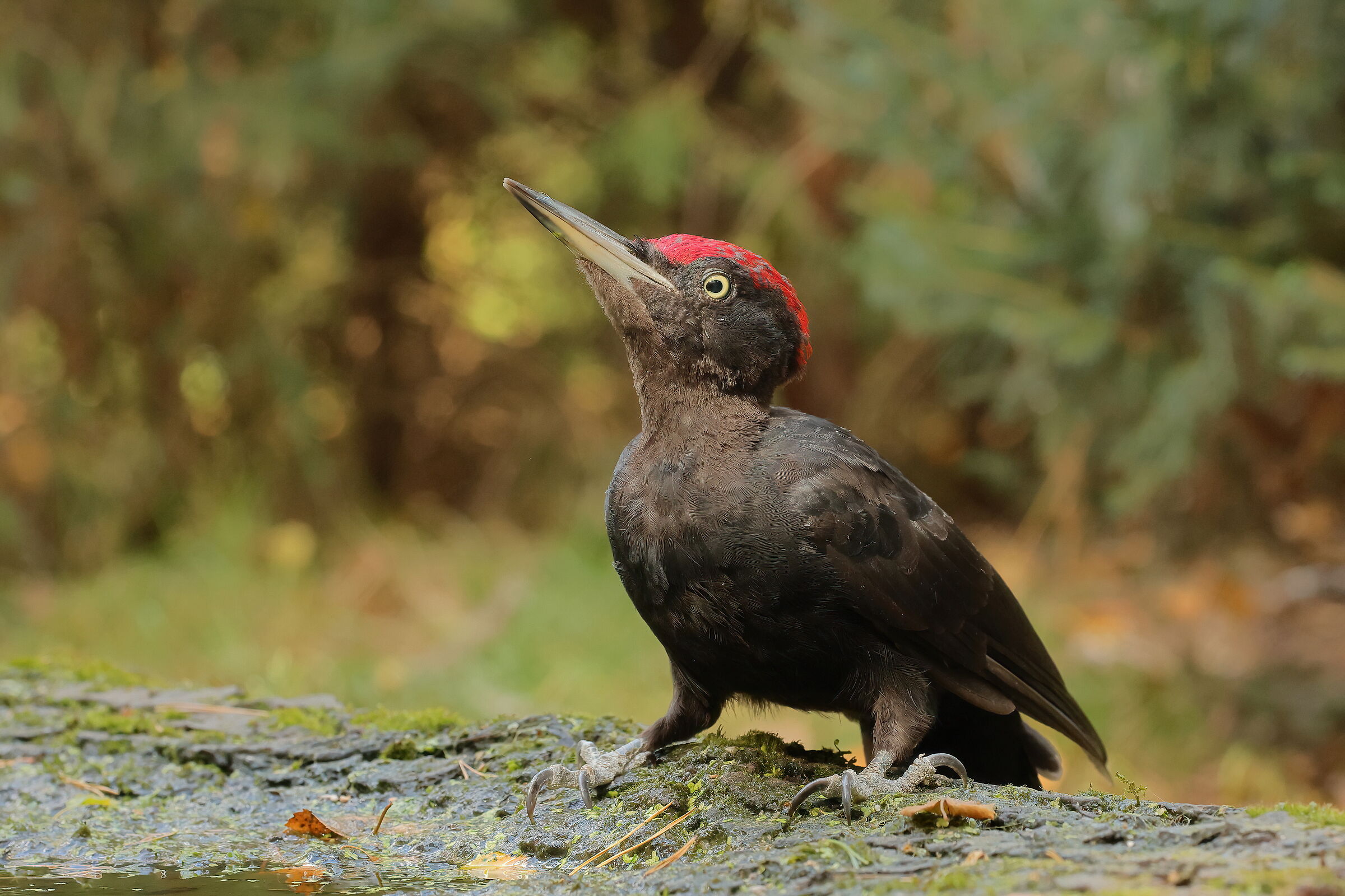 Incontro ravvicinato