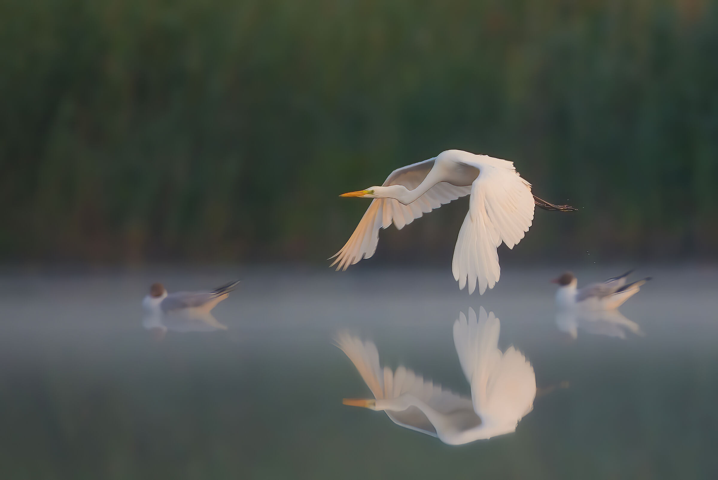Ardea alba