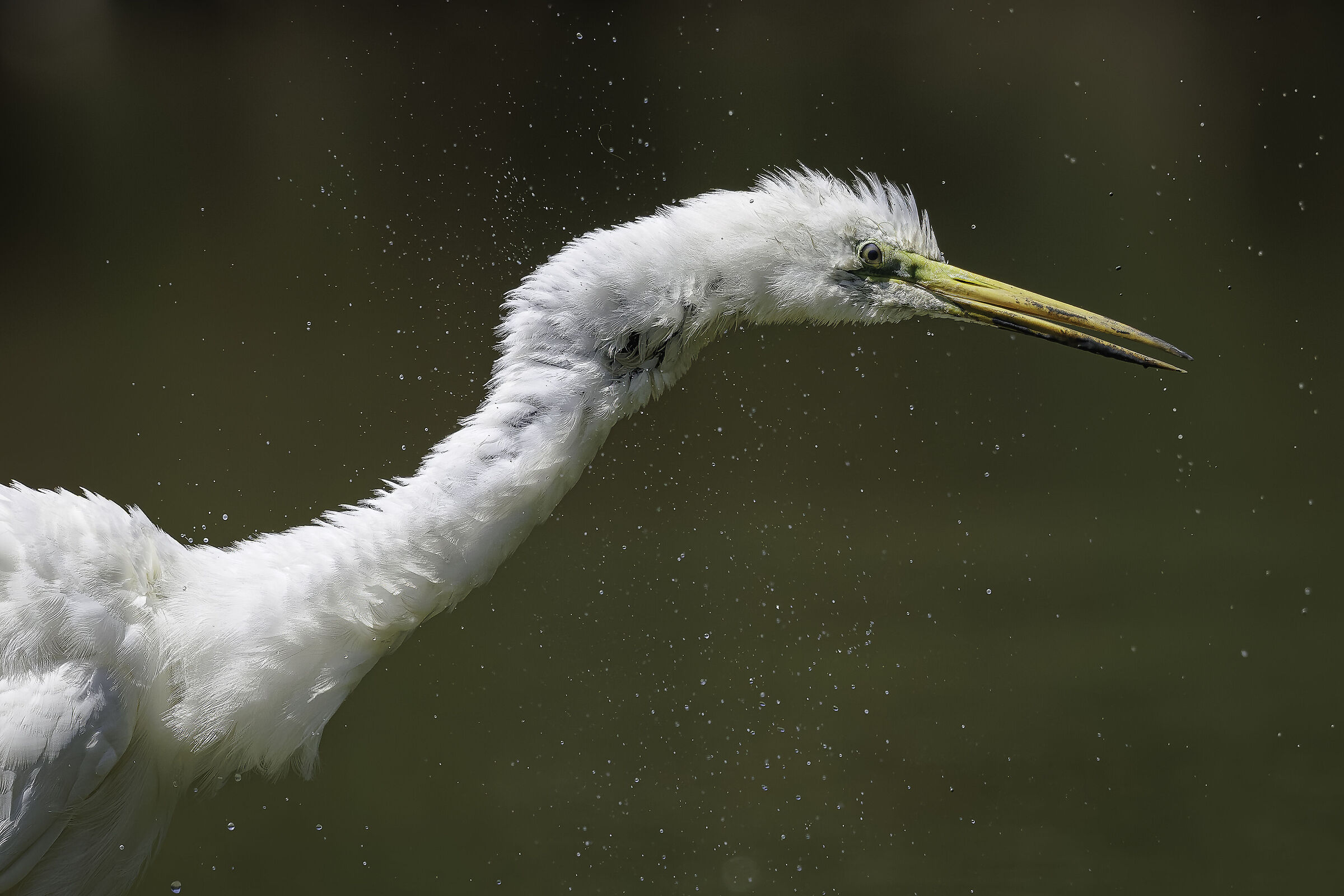 Water splashes