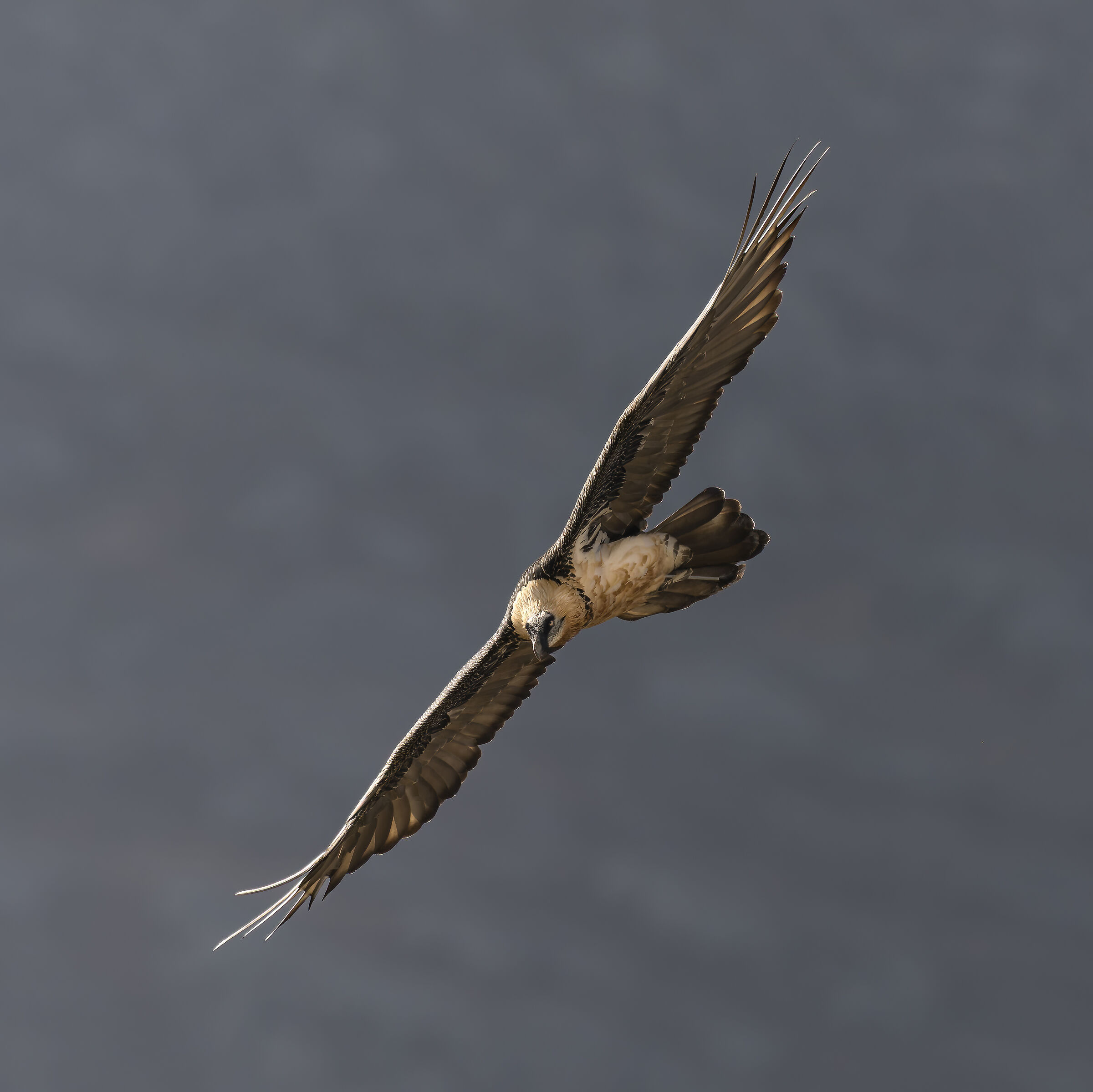 Gypaetus barbatus - Gran Paradiso National Park