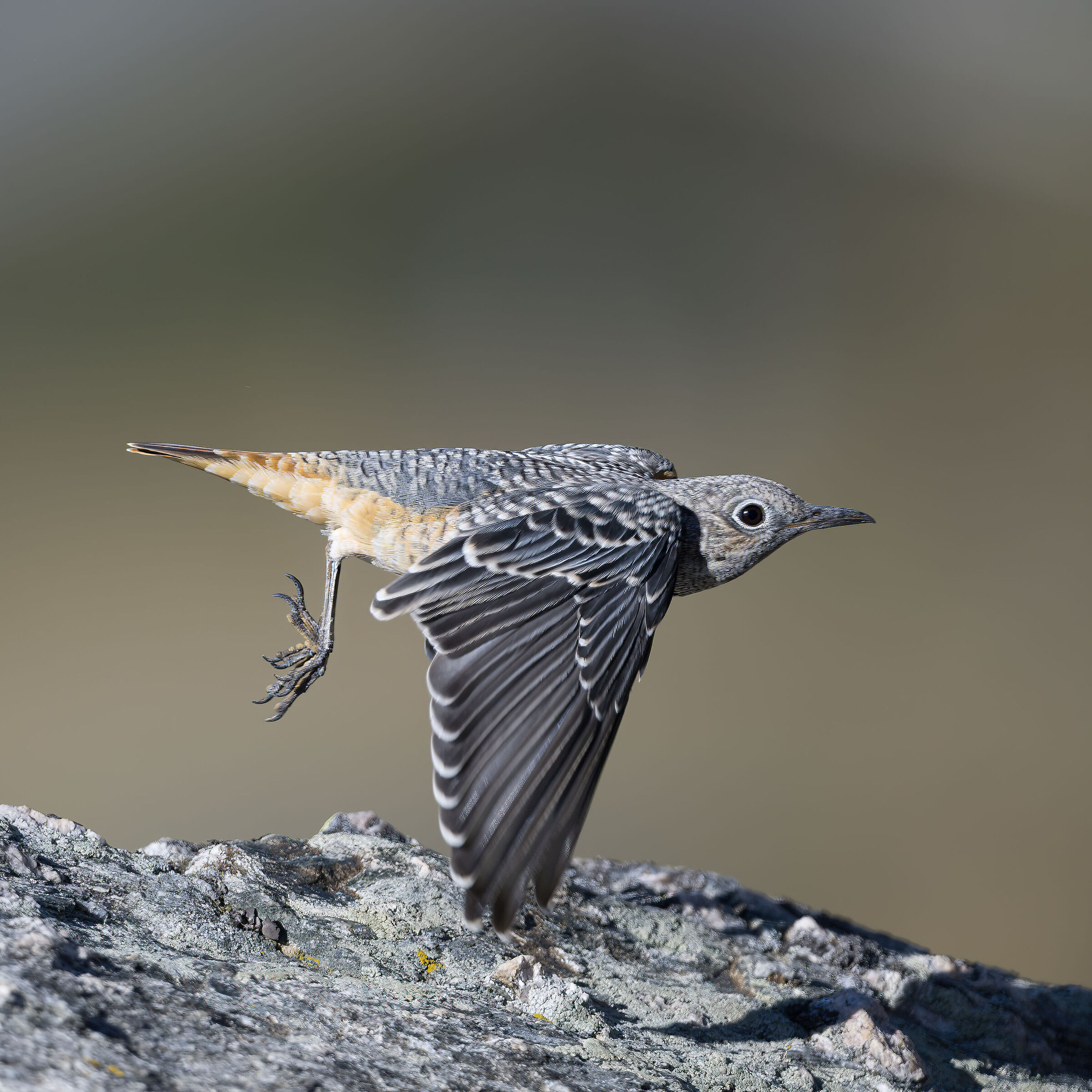 Cosirossone - Gran Paradiso National Park