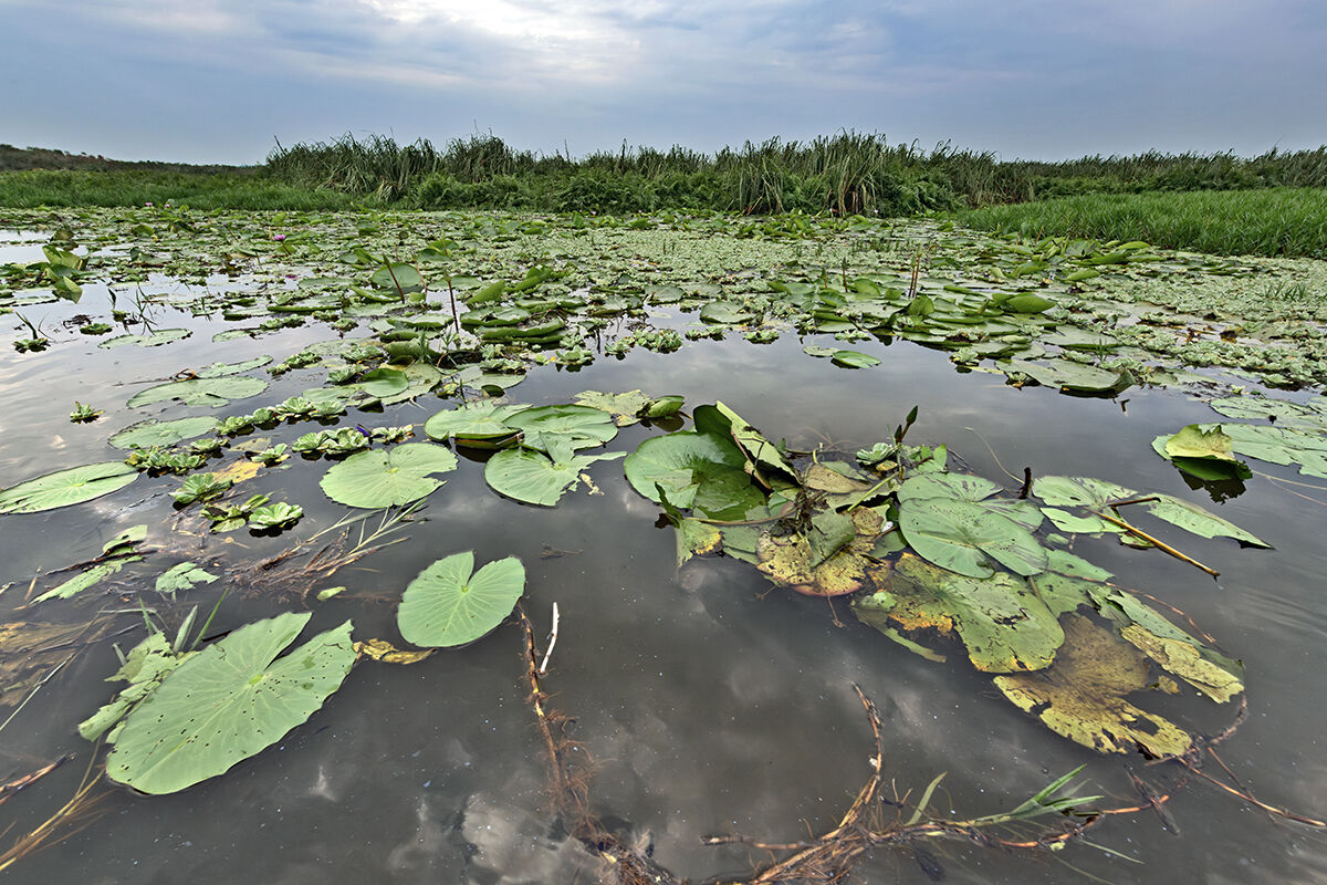 Mabamba swamp