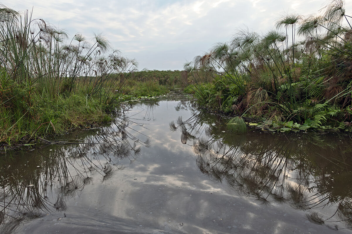 Mabamba swamp