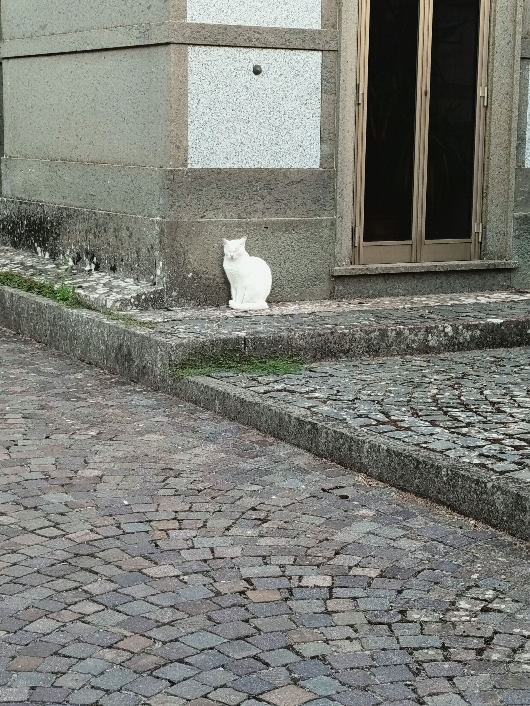White cat