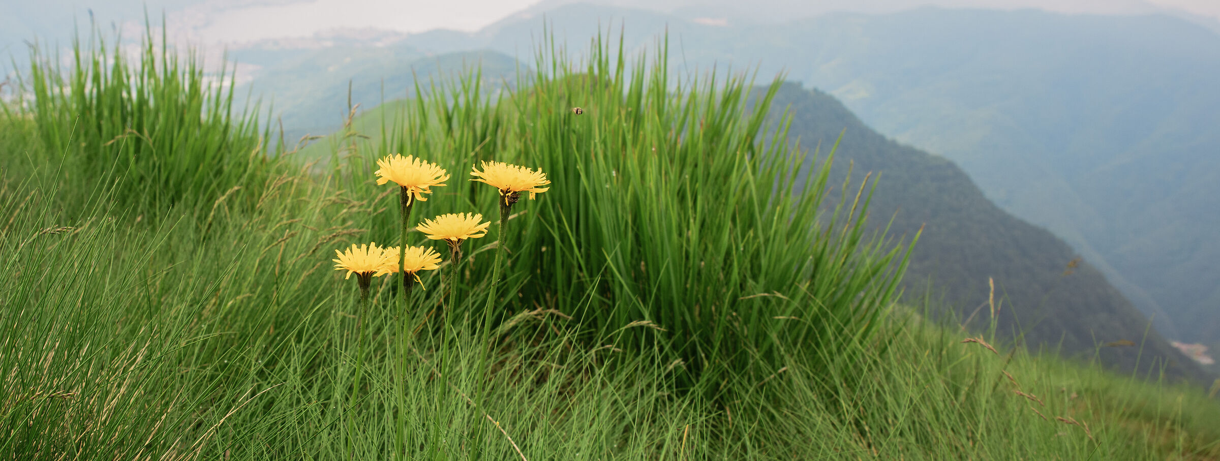 dandelion