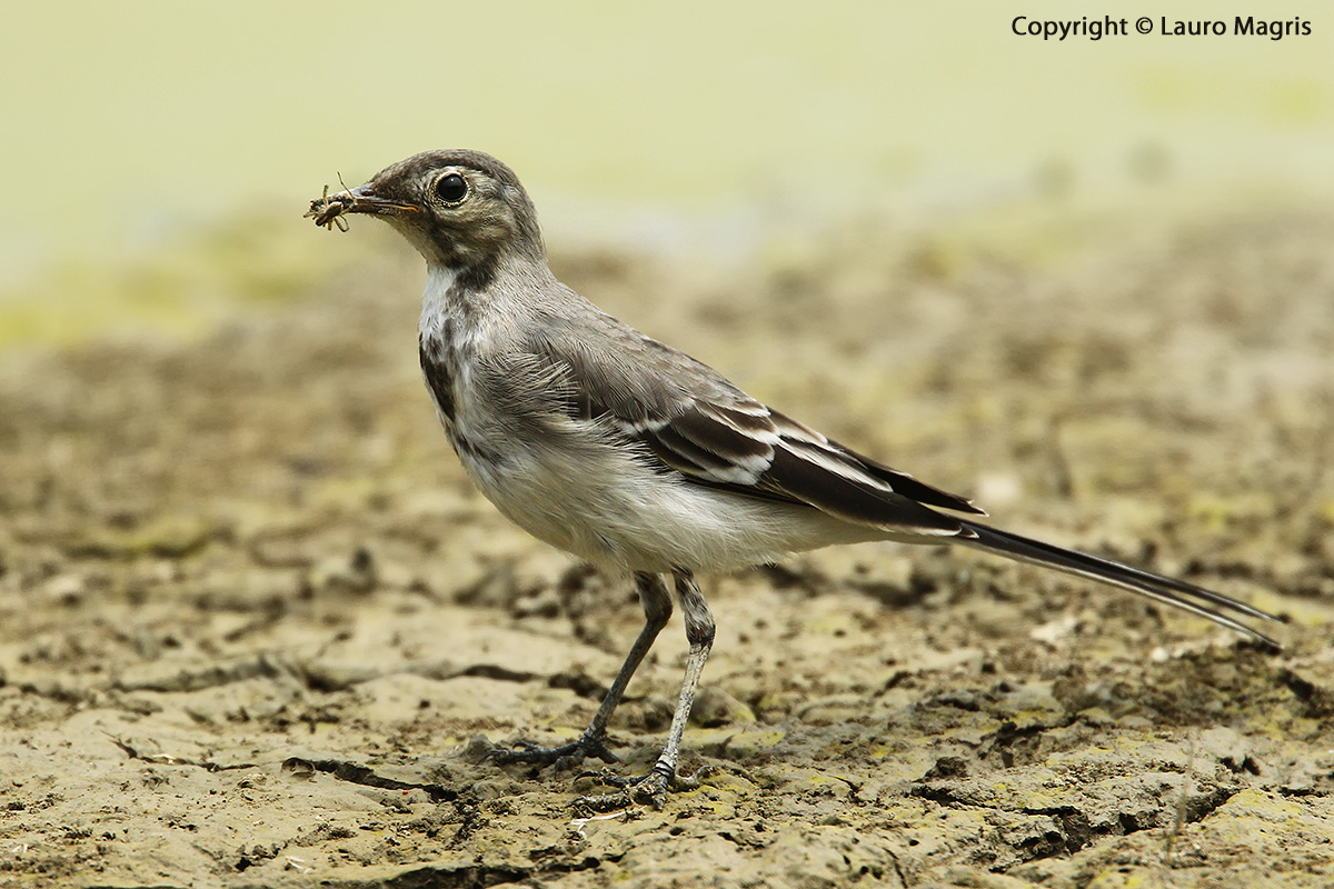 The dancer and the spider