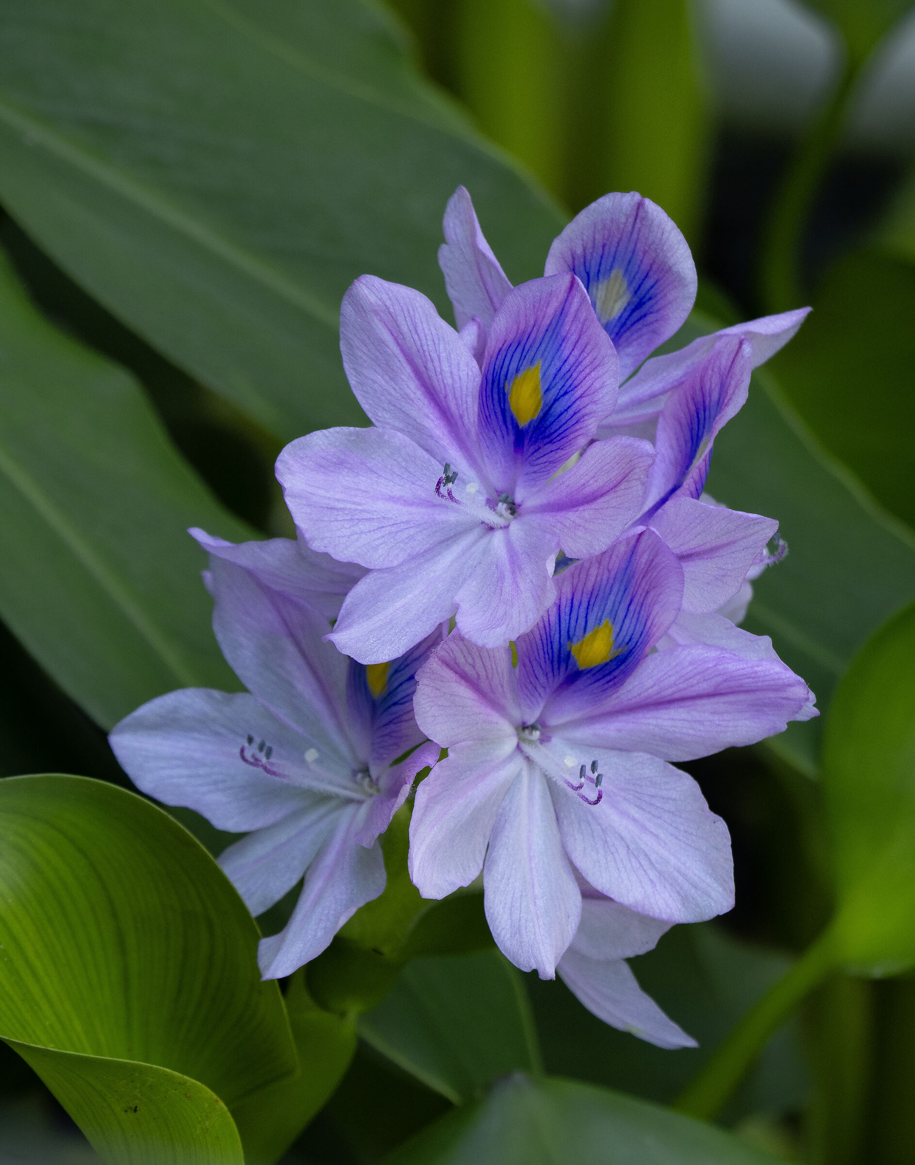 Pontederia crassipes (water hyacinth