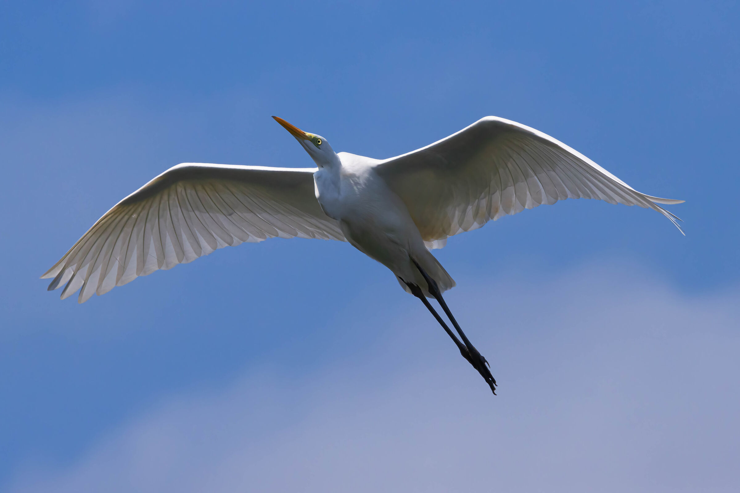 Great Egret in flight
