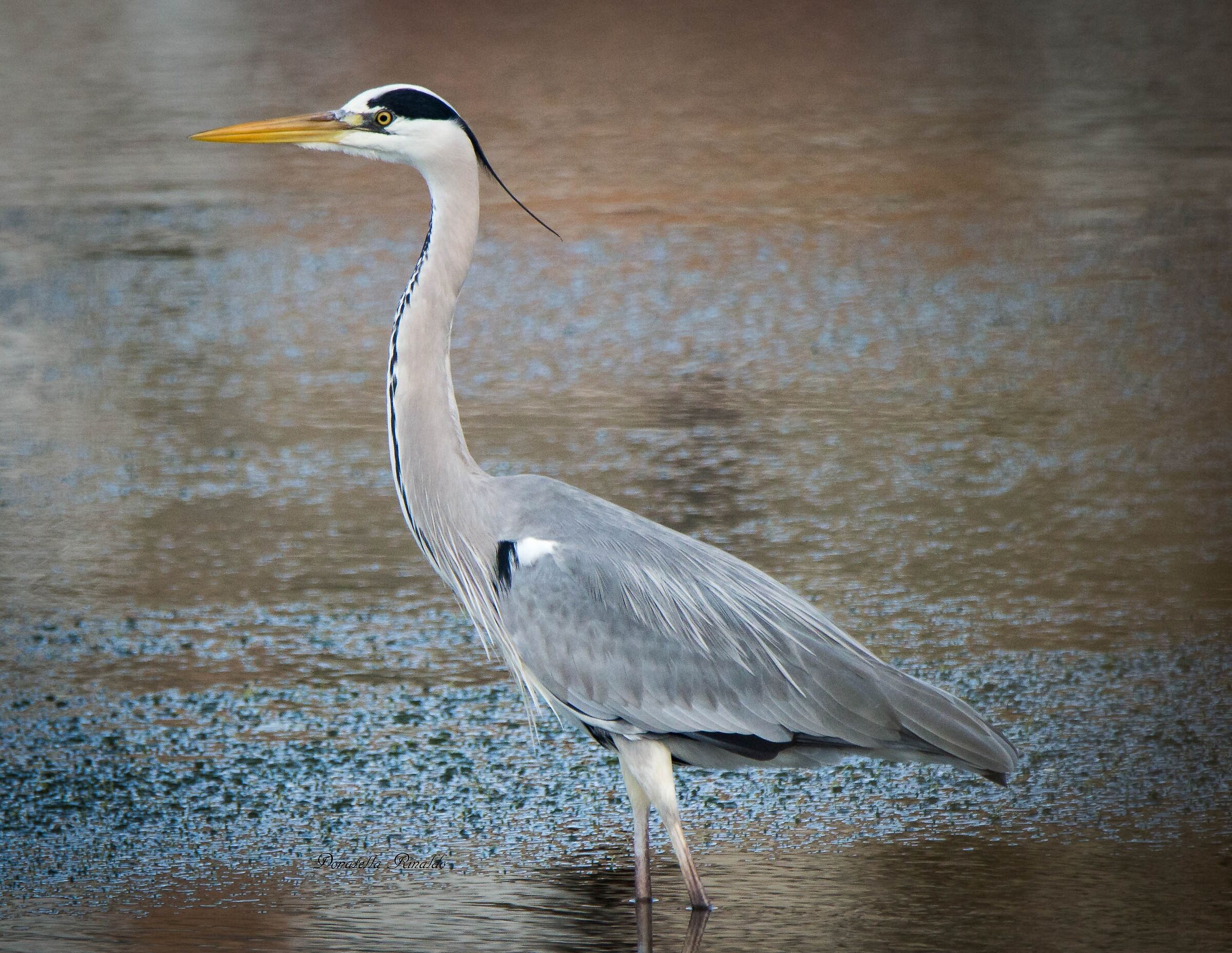 Grey Heron posing