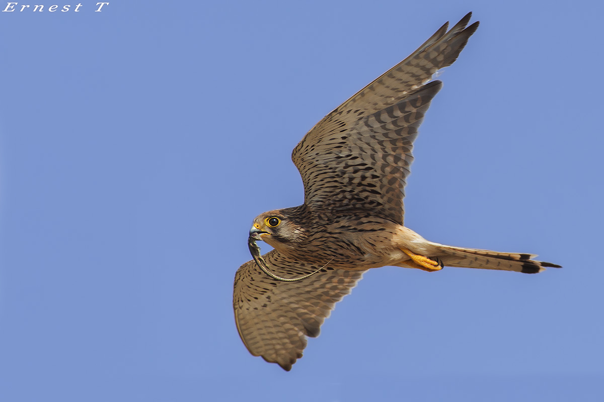 Il Killer cambia preda...