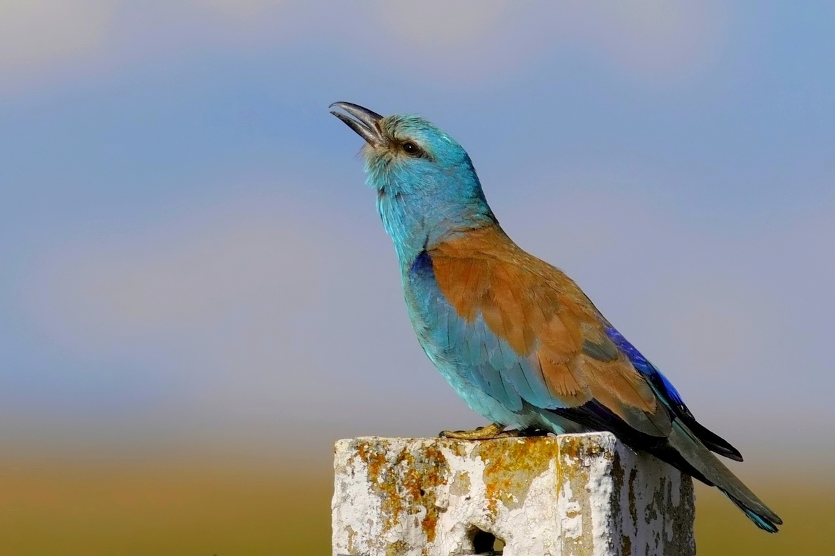 Breasted. (Revisited)