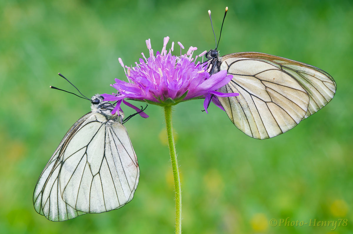 (Aporia crataegi) the couple