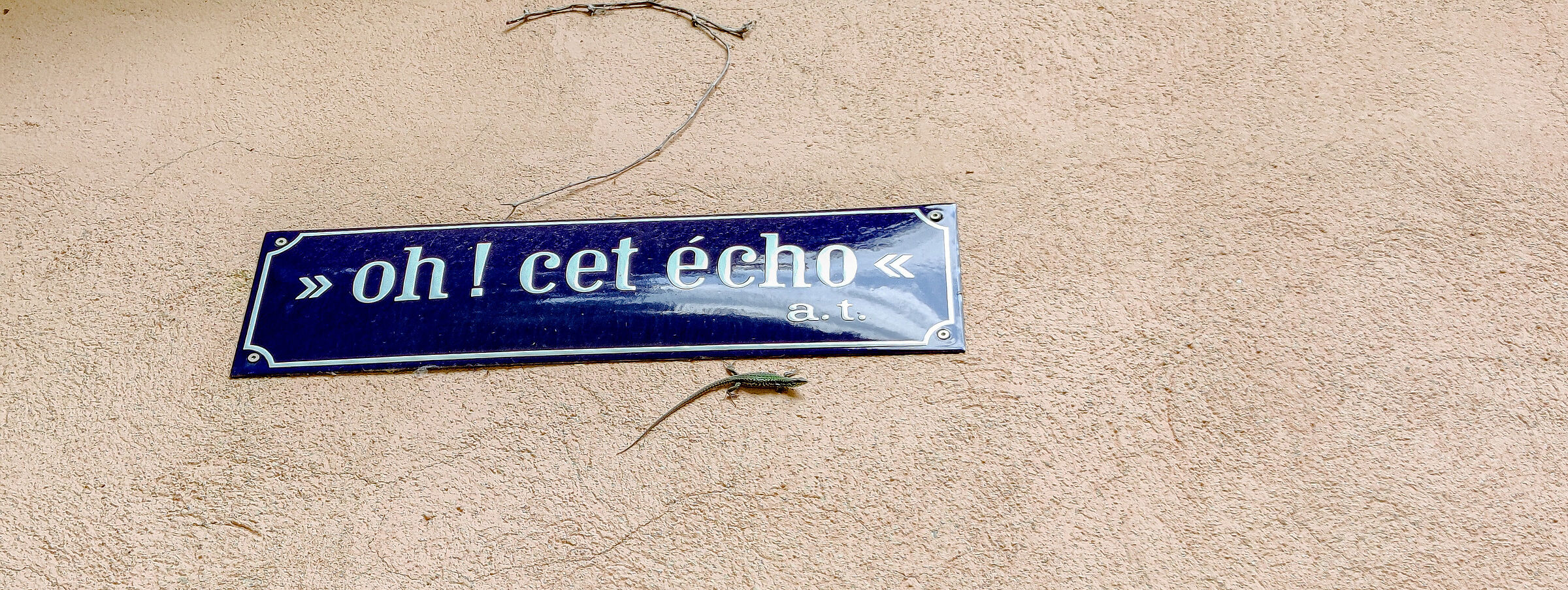 "Oh! Cet Gecko"