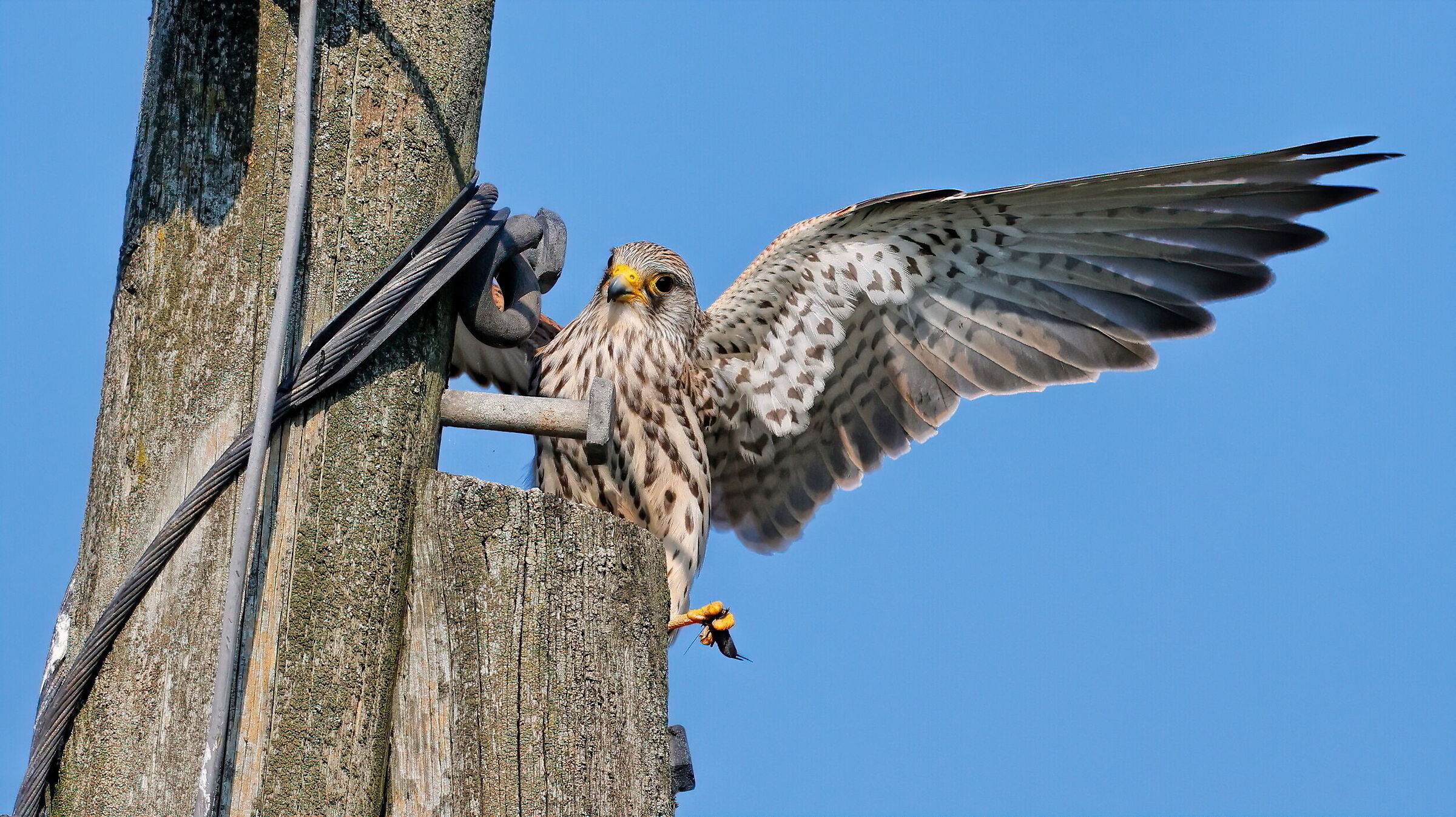 Cuckoo falcon juv with Cricket and hearts