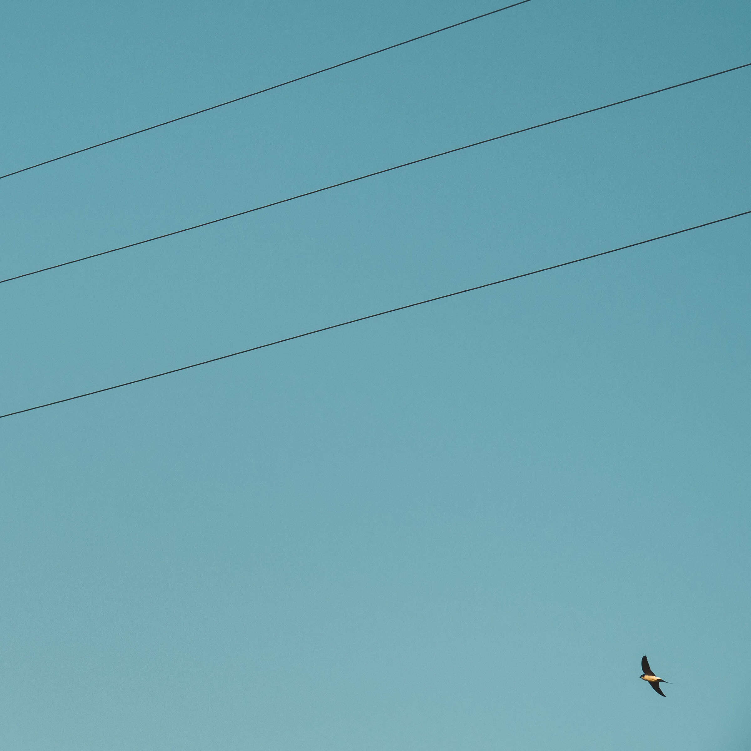 Migratory Lines