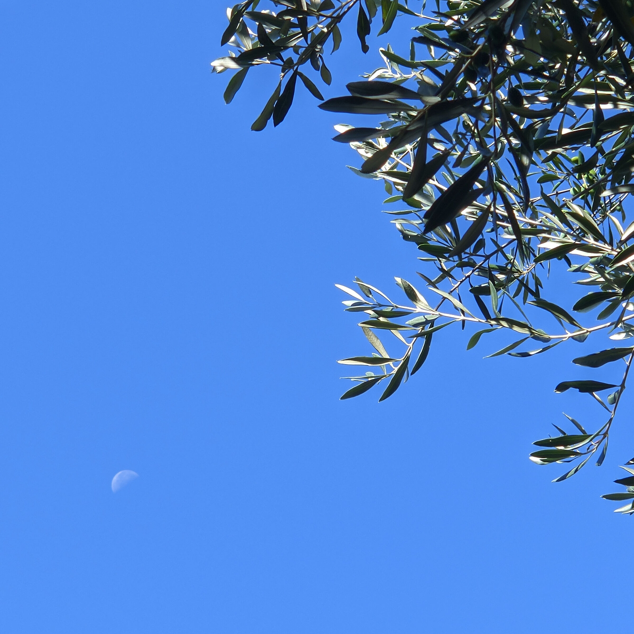 Silver leaves under the moon