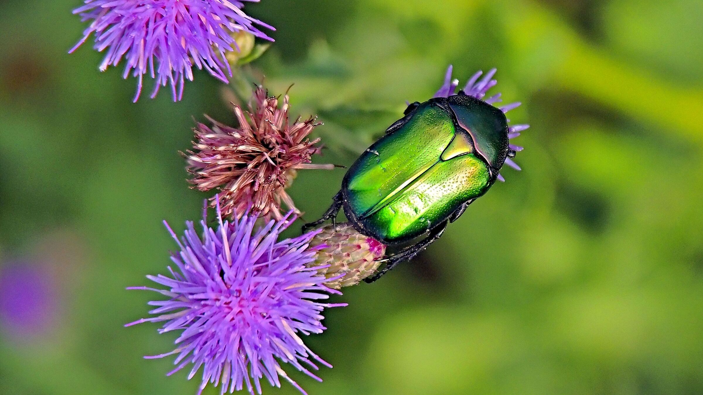 Cetonia