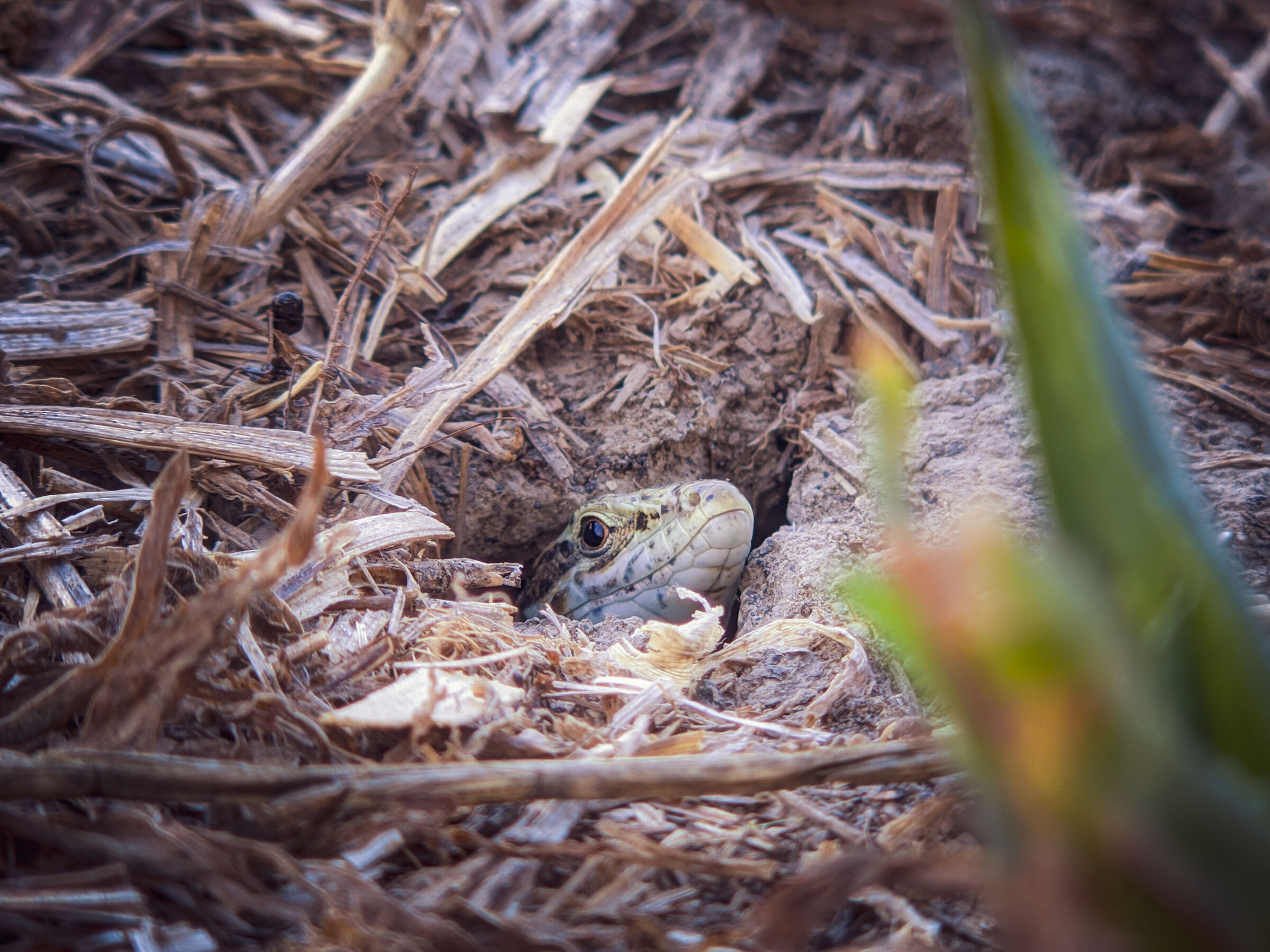 Not welcome