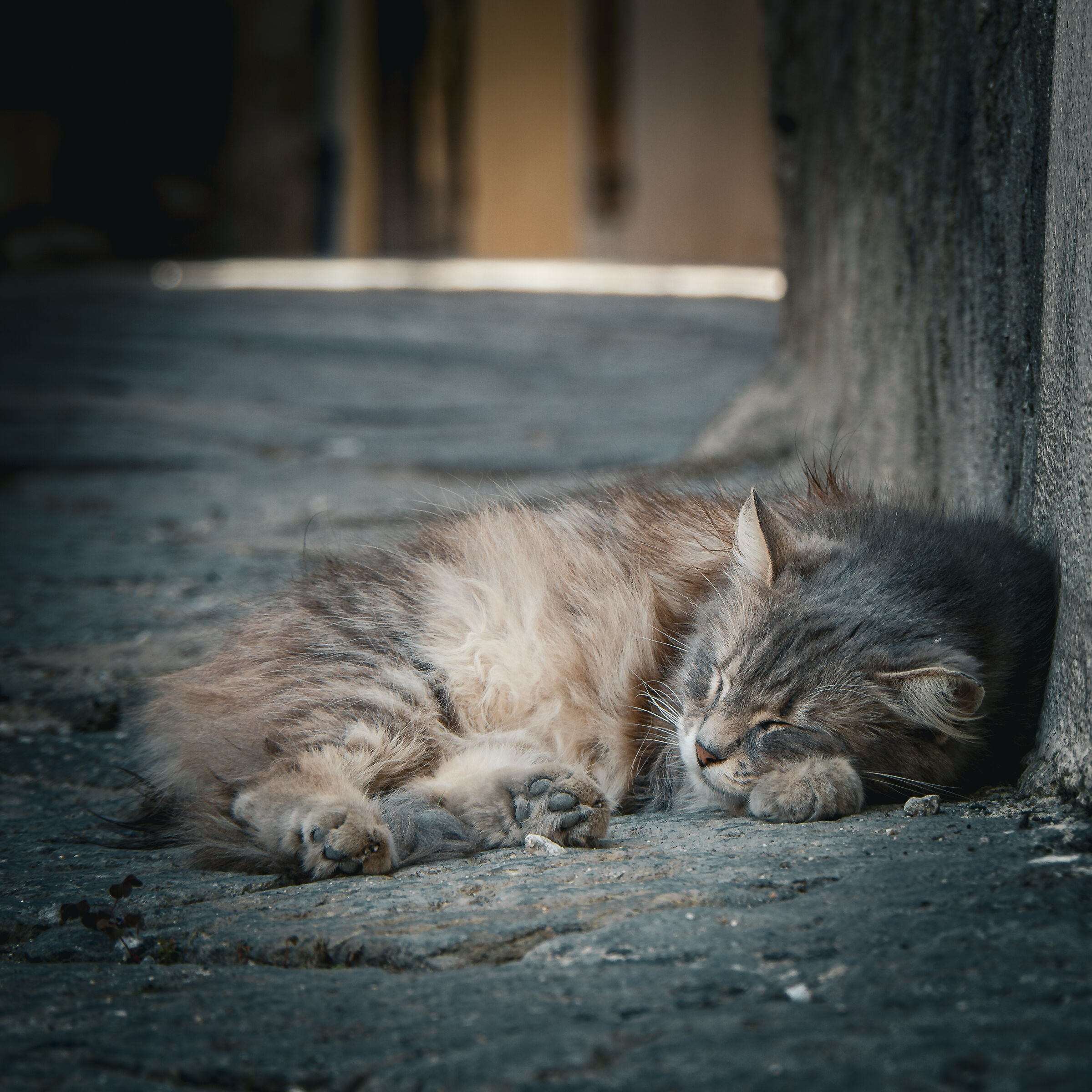 Cozy afternoon sleep