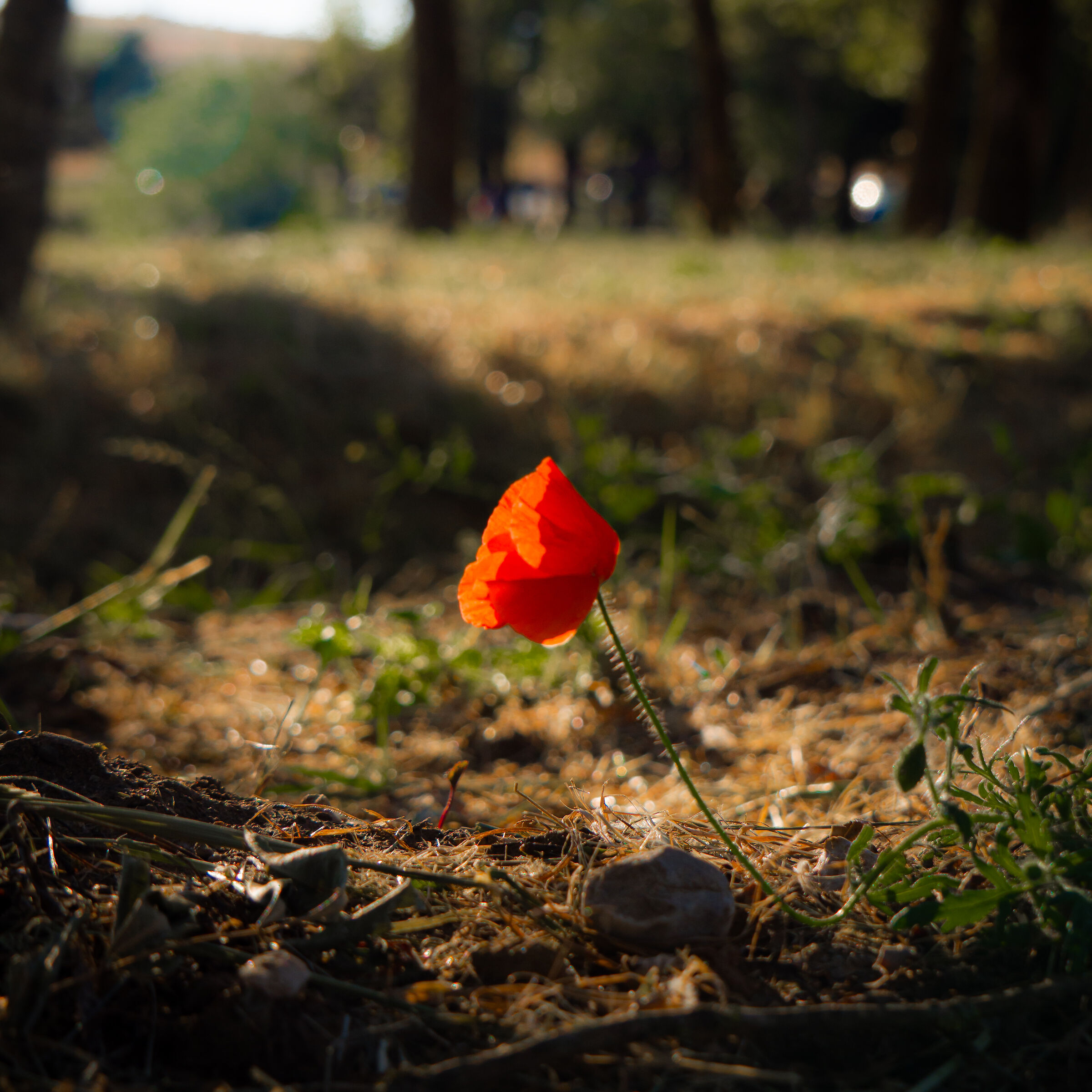 Last poppy