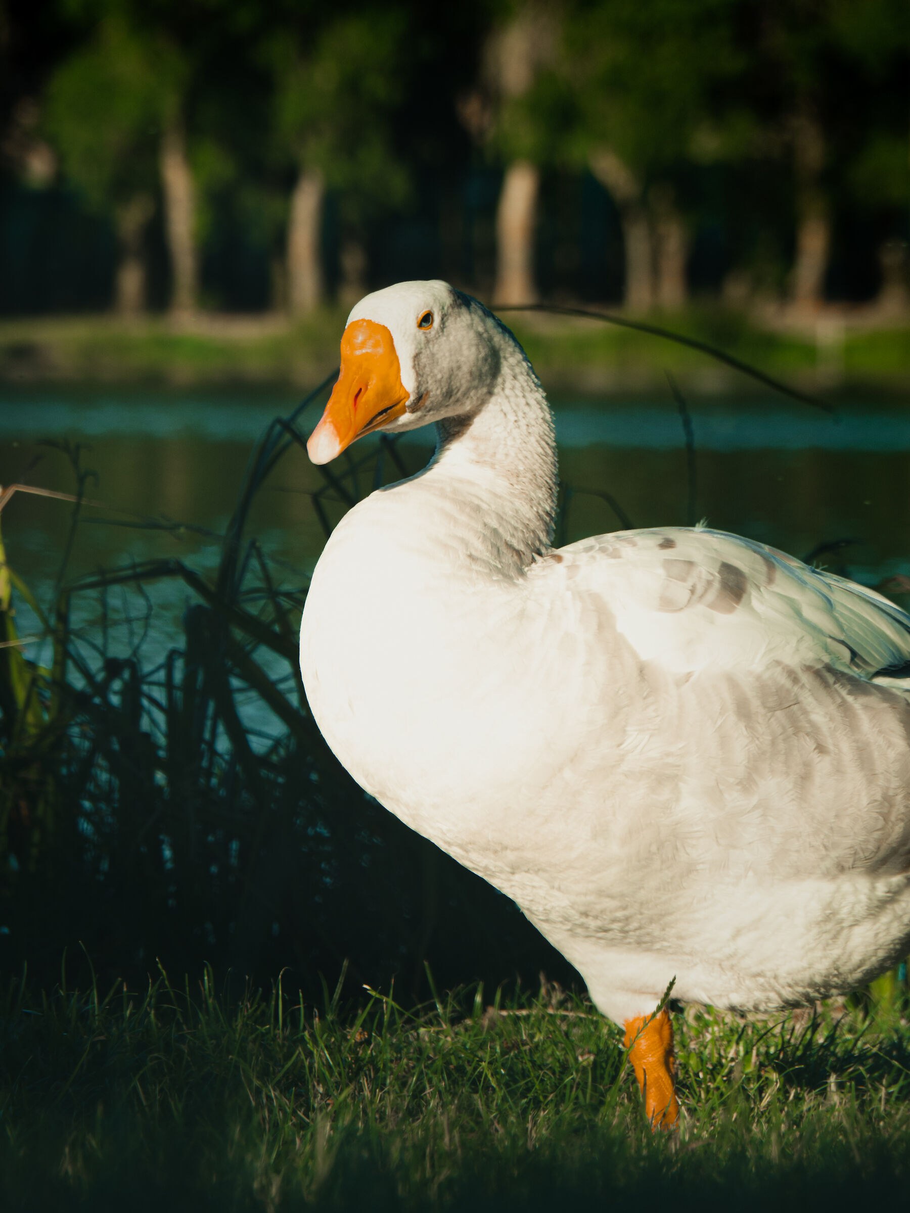 The duck you lookin' at?