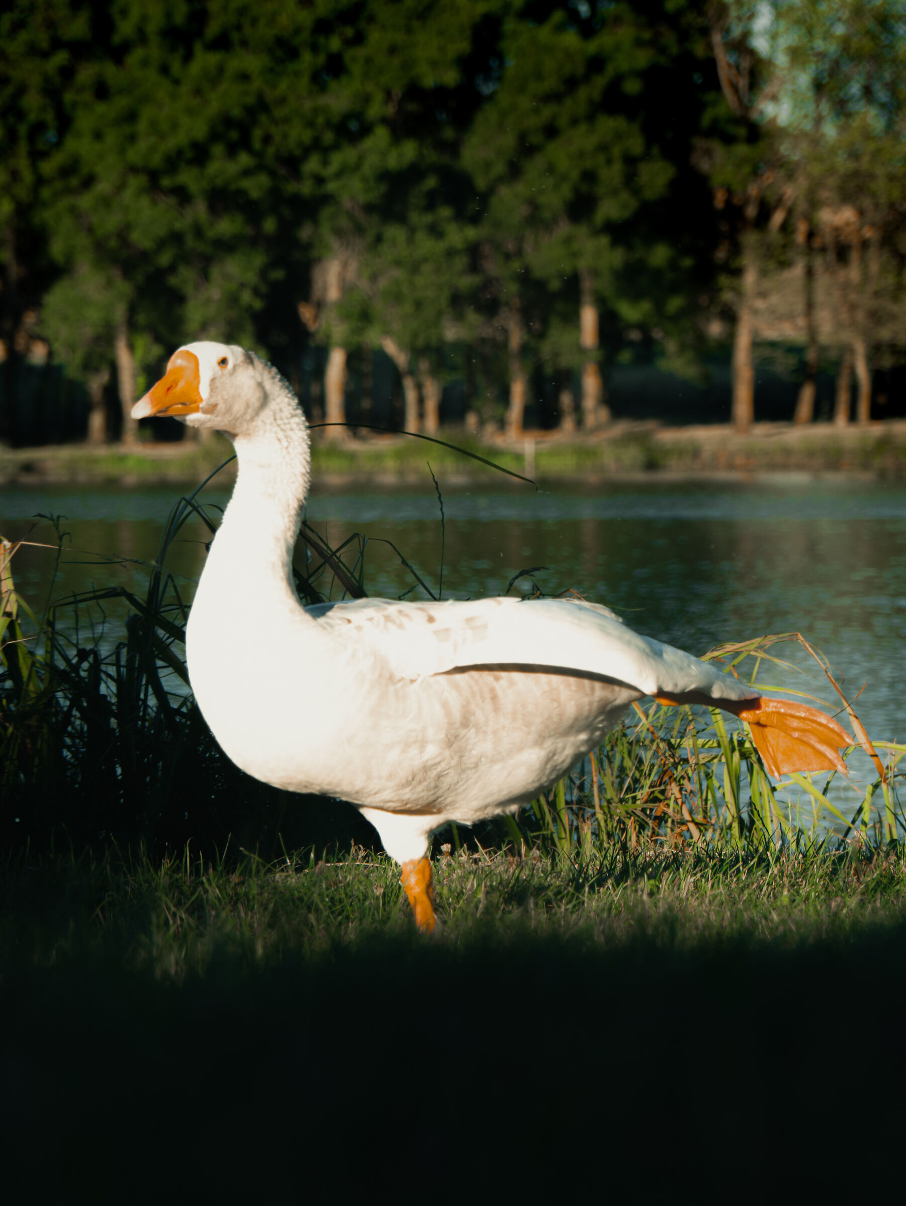 The Goose Lake Ballet