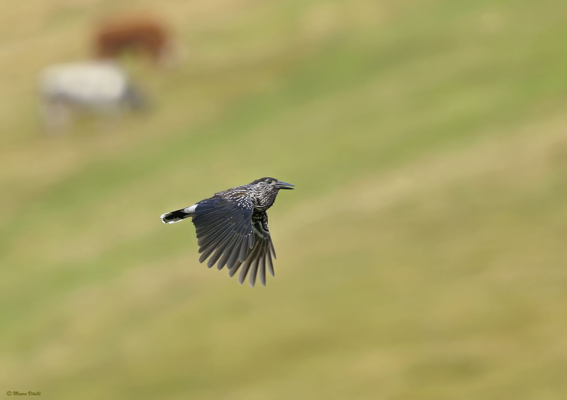 Nutcracker (Nucifraga caryocatactes)
