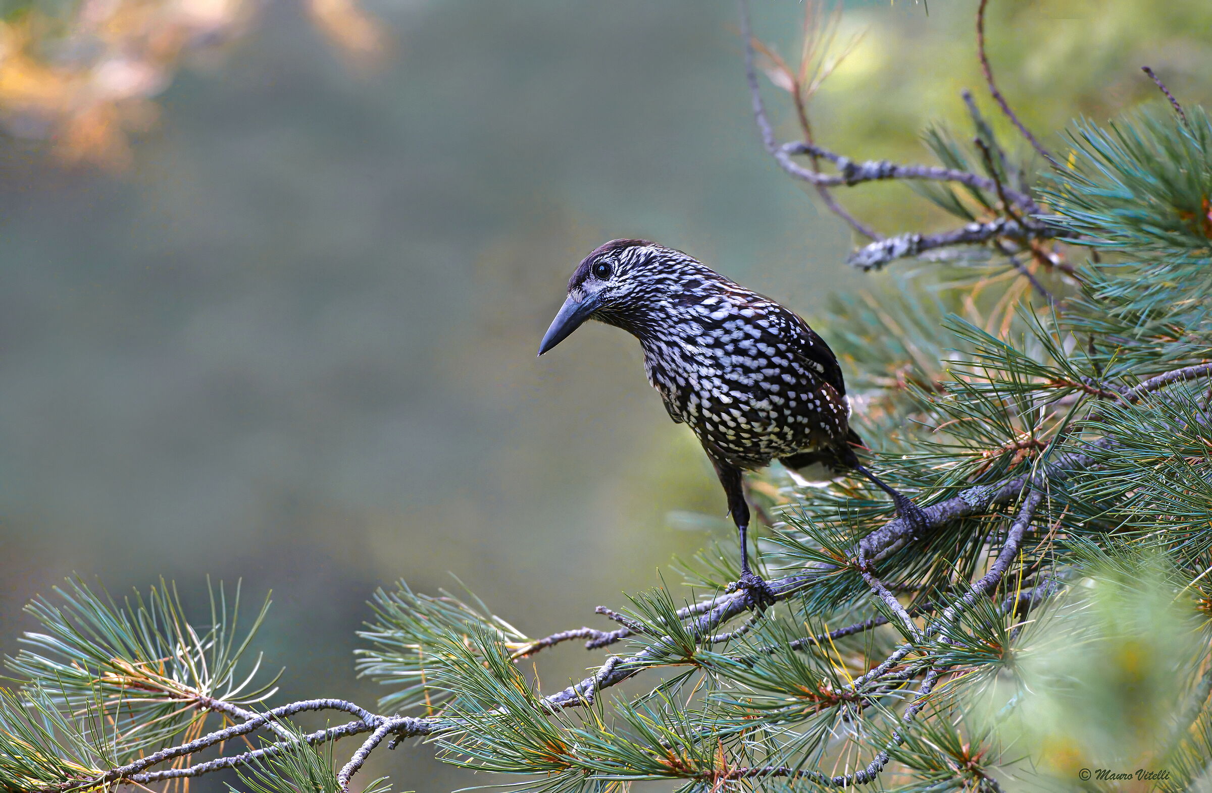 Nutcracker (Nucifraga caryocatactes)