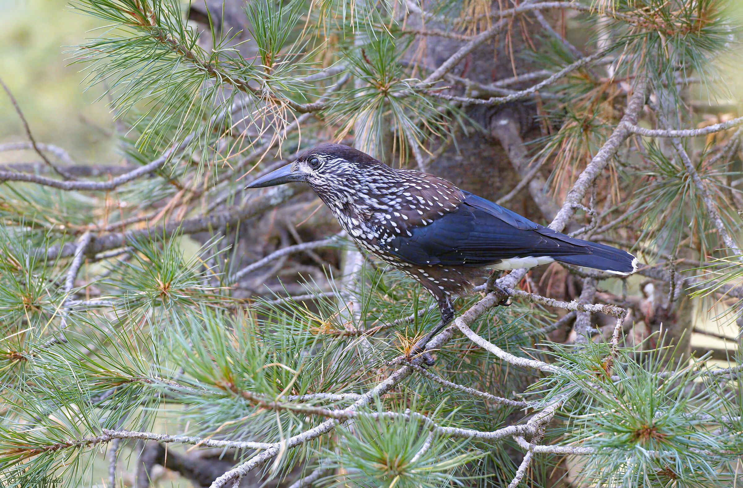 Nutcracker (Nucifraga caryocatactes)