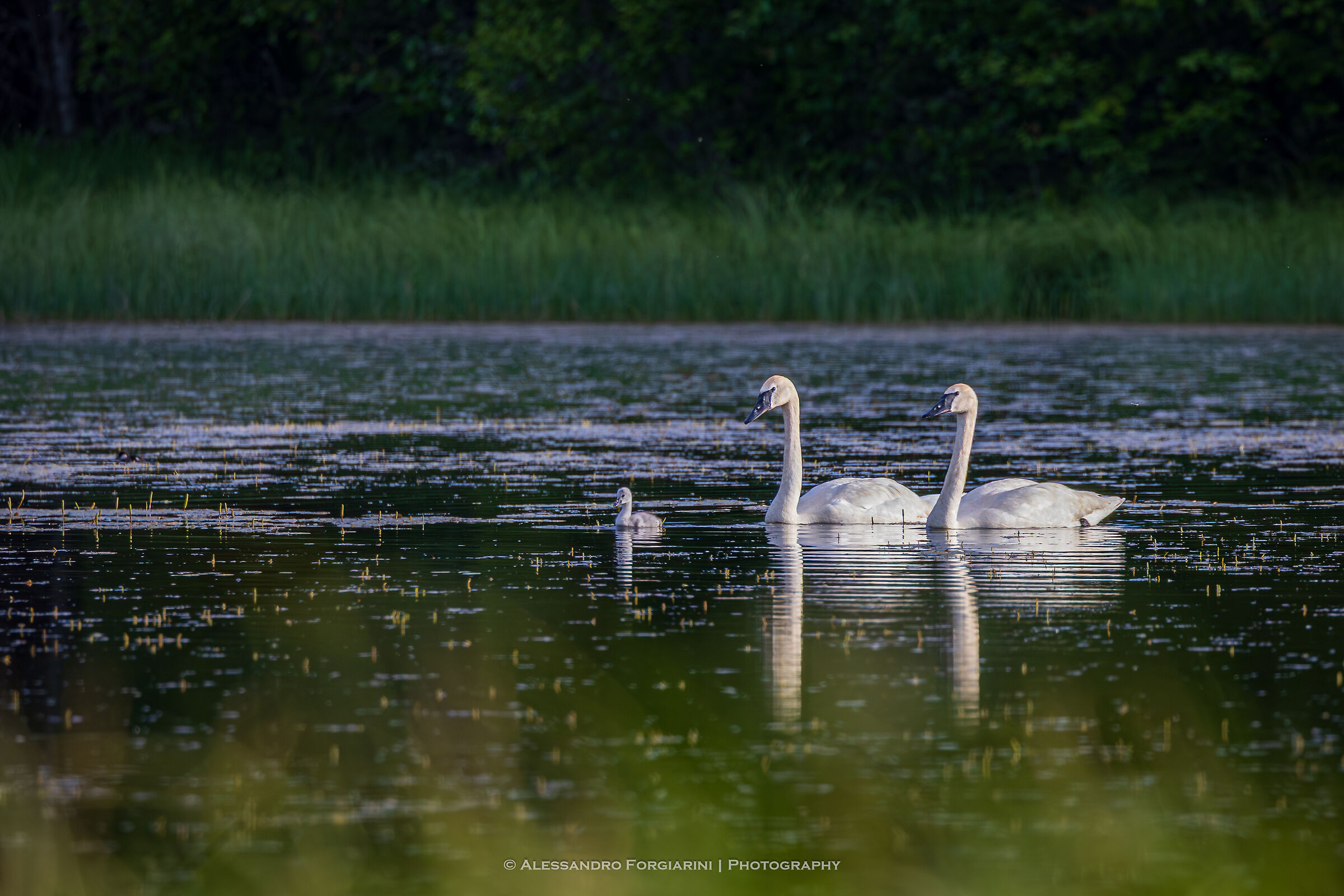 Famiglia di cigni trombettieri