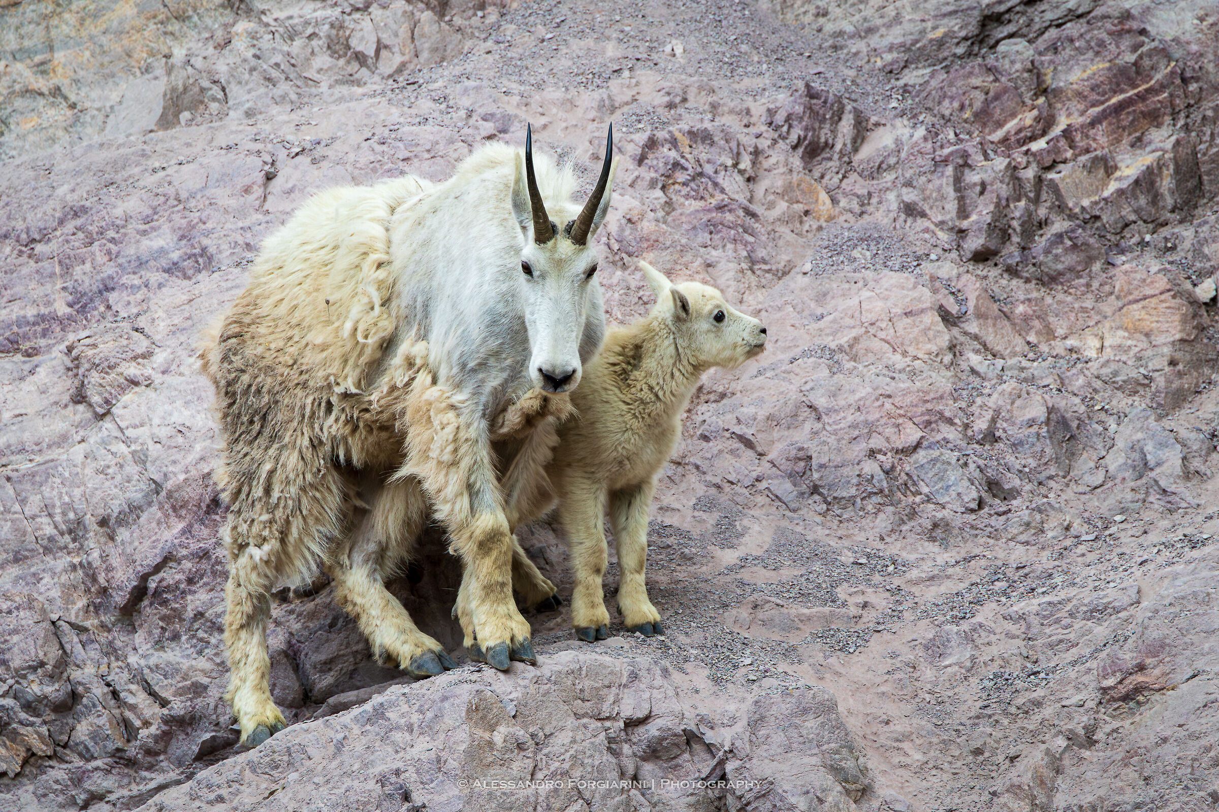 Mountain Goat