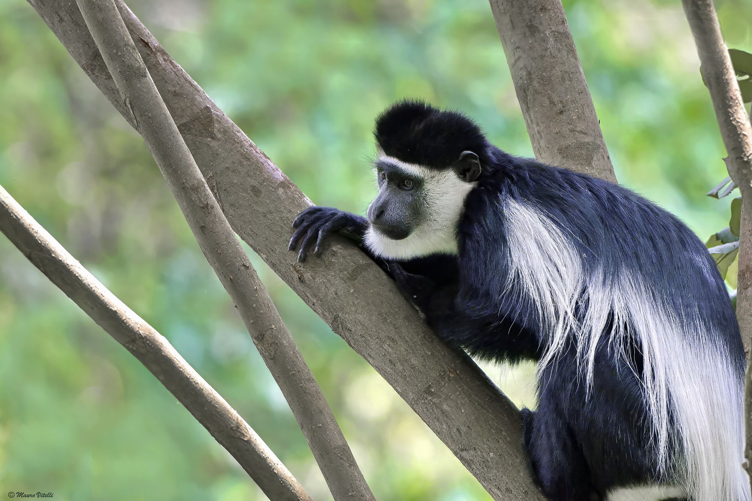 Black and white colobus mantled guereza