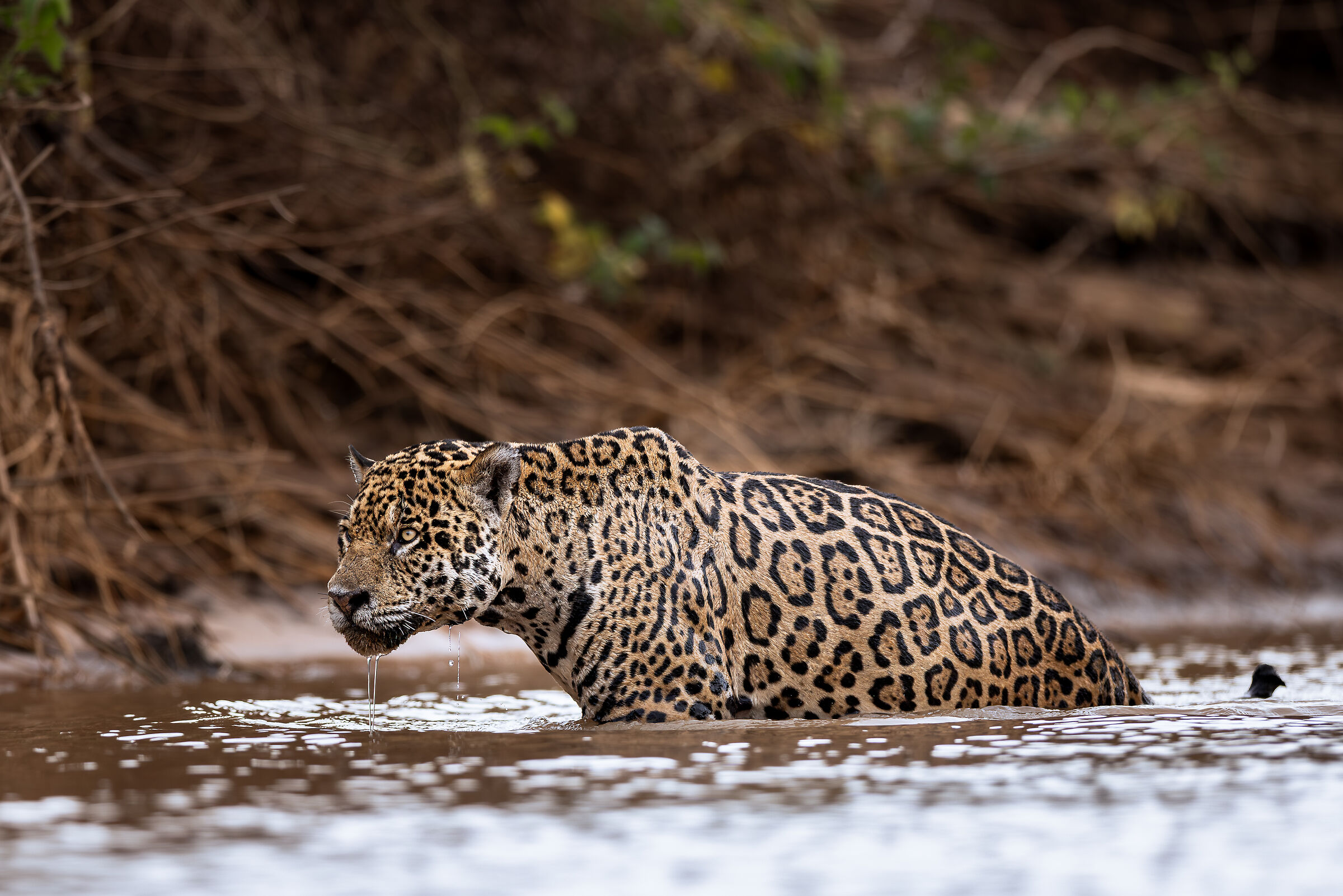 Panthera onca