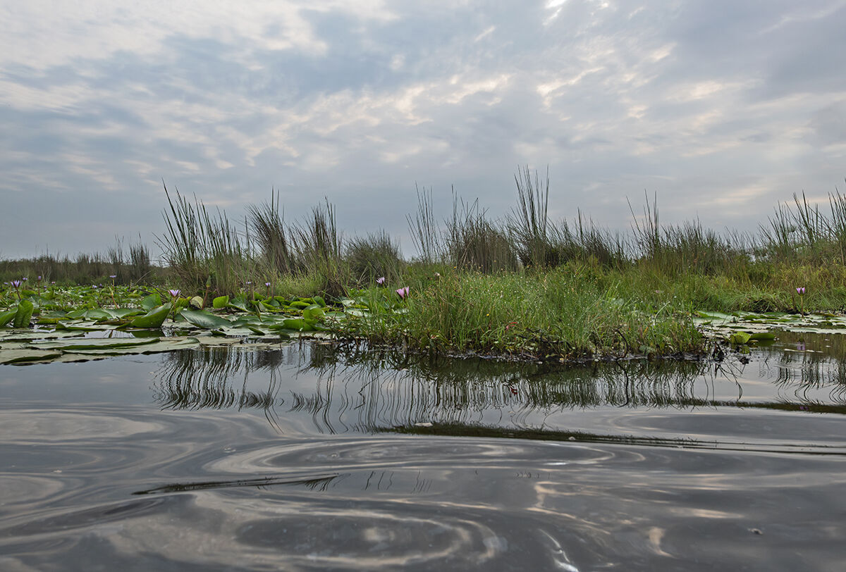 Mabamba swamp