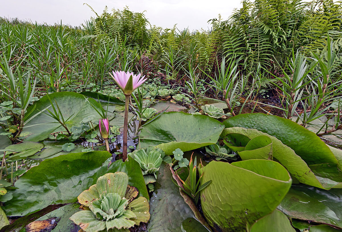 Mabamba swamp