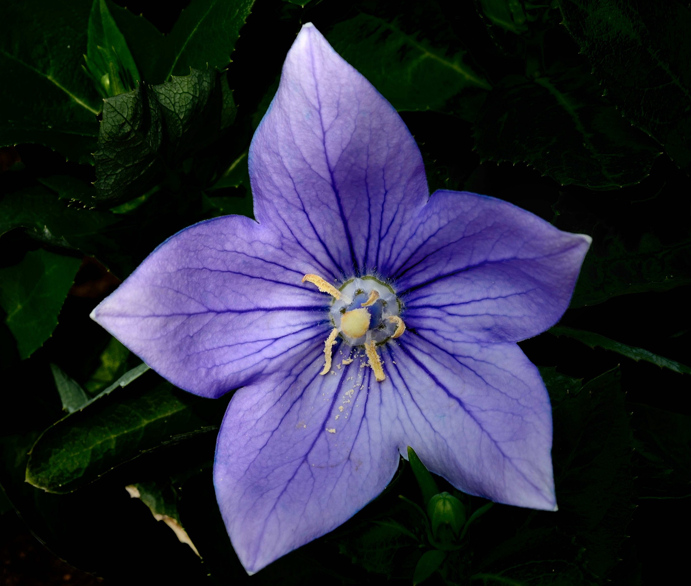 Purple flower