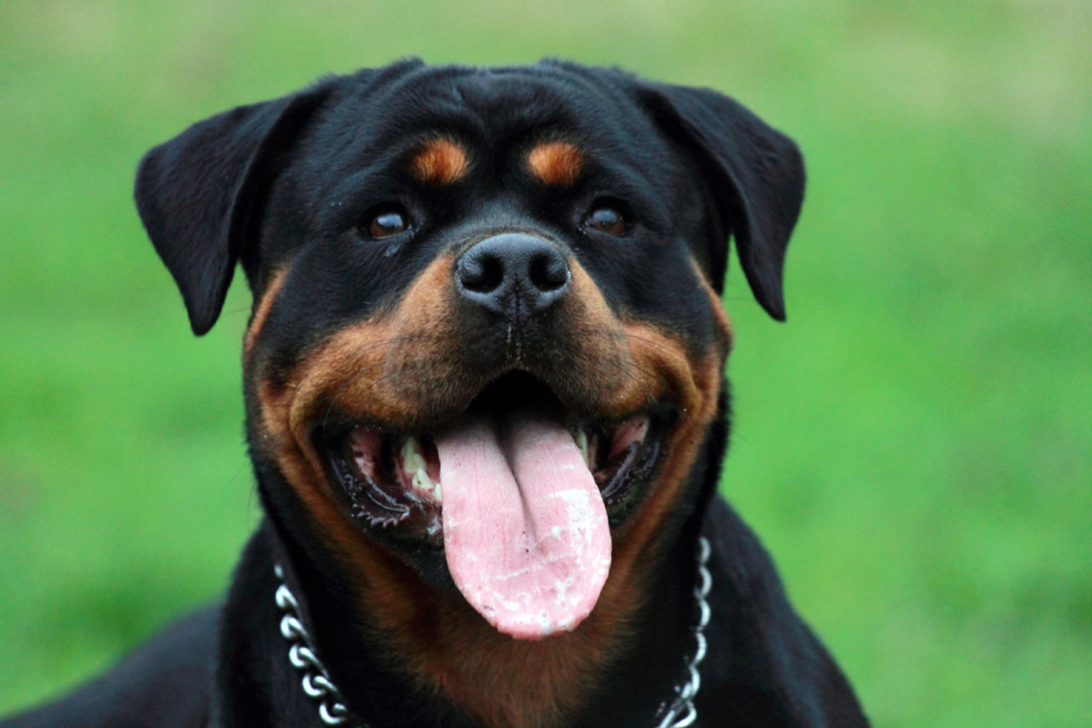 rottweiler