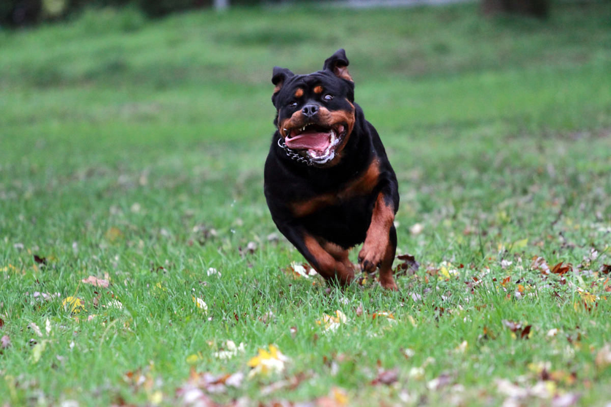 rottweiler
