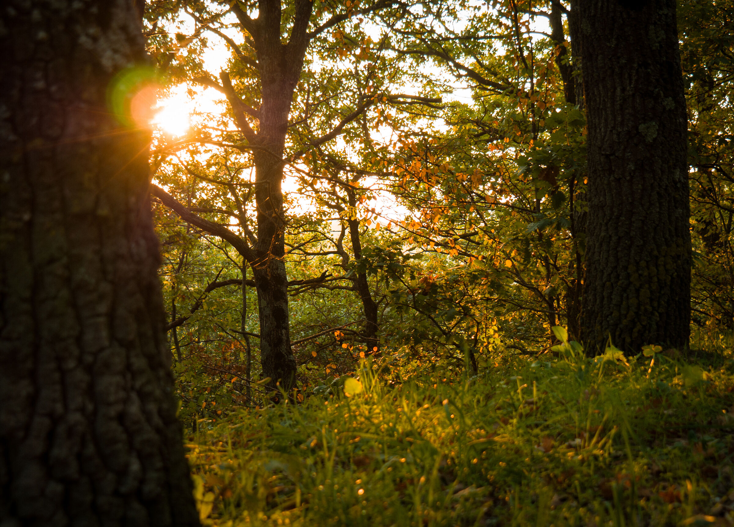 Golden hour in the woods