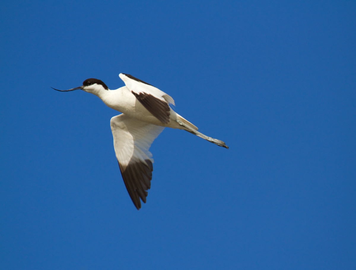 avocet