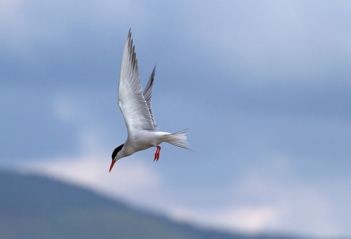 tern