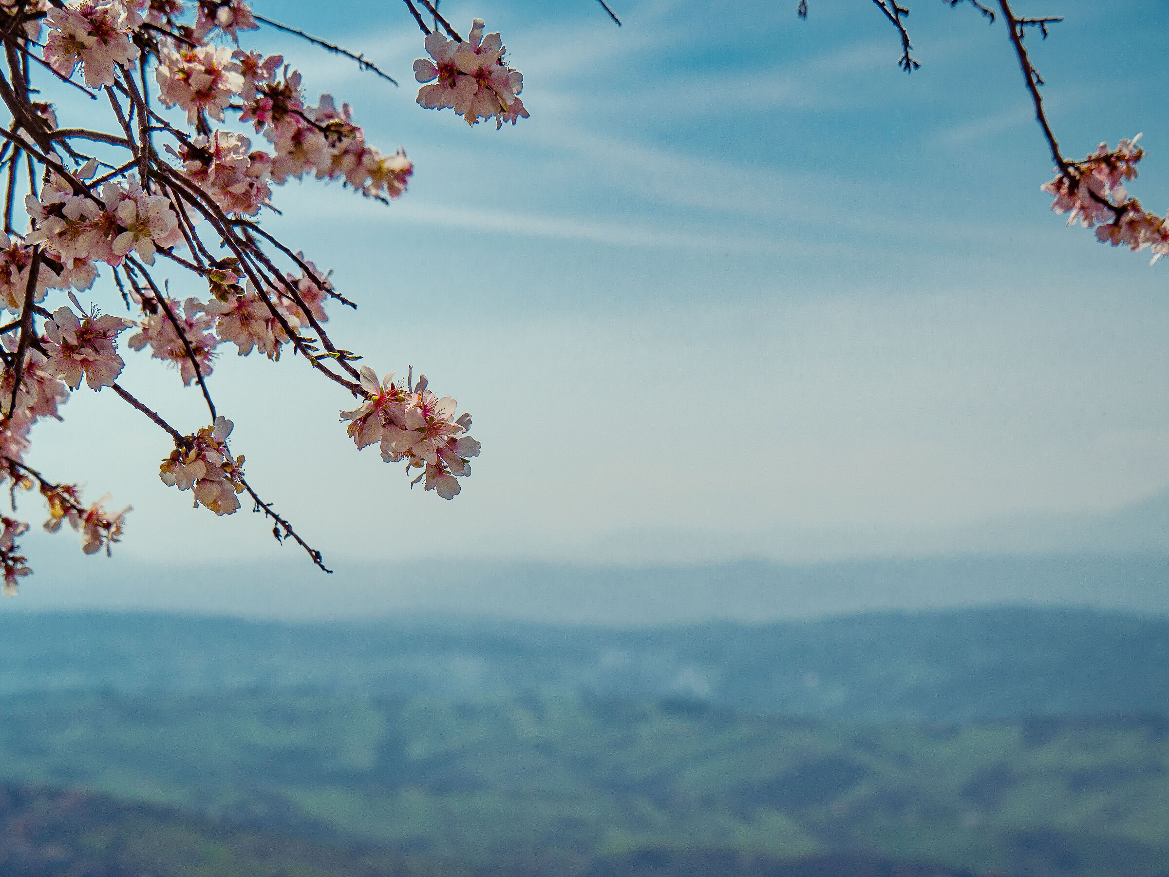 Prunus dulcis