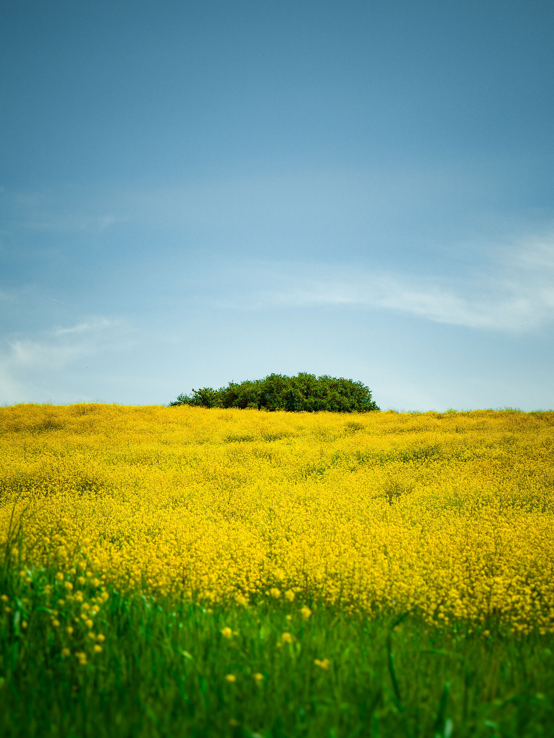 Island in the yellow sea
