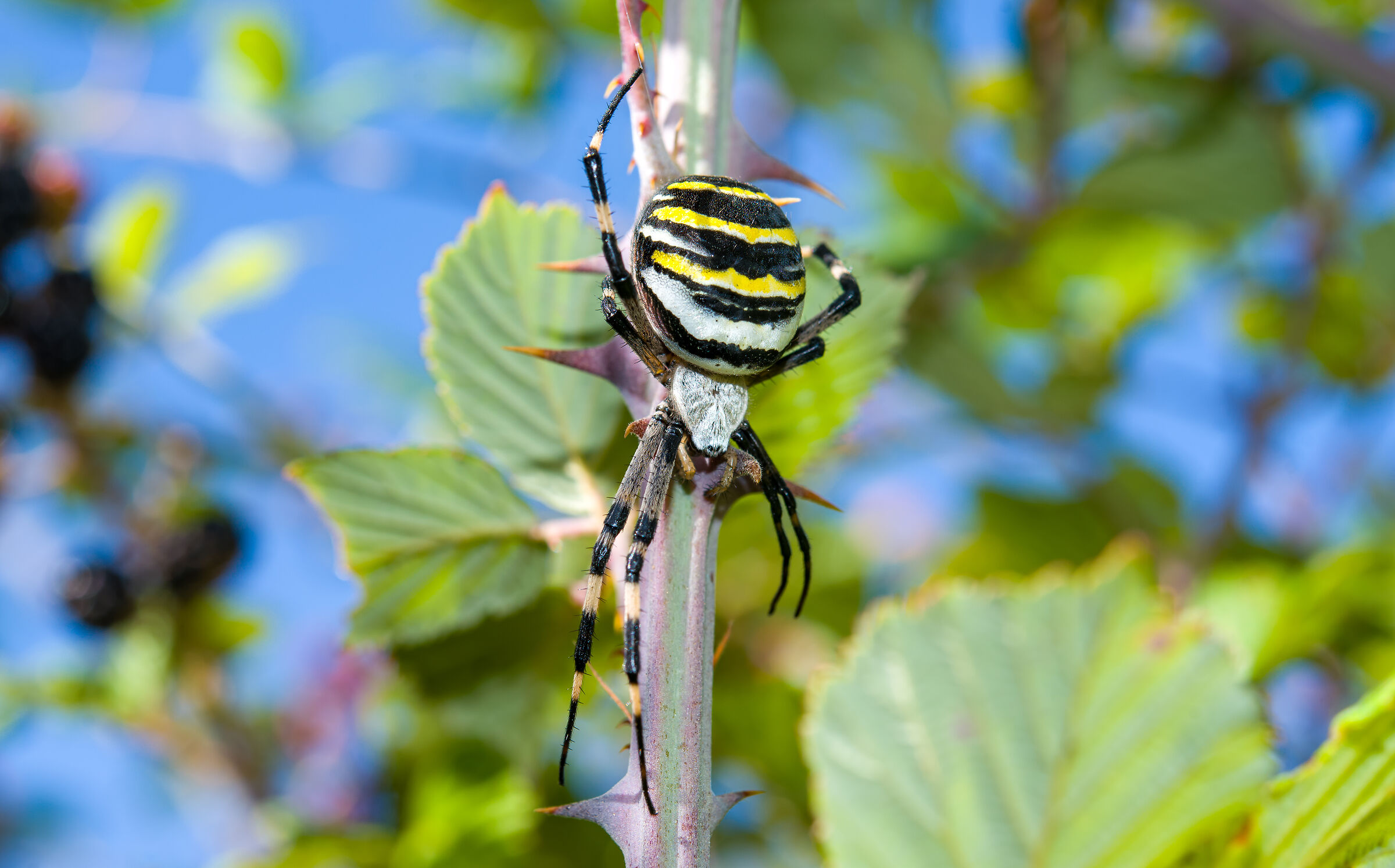 Argiope bruennichi, the wasp spider