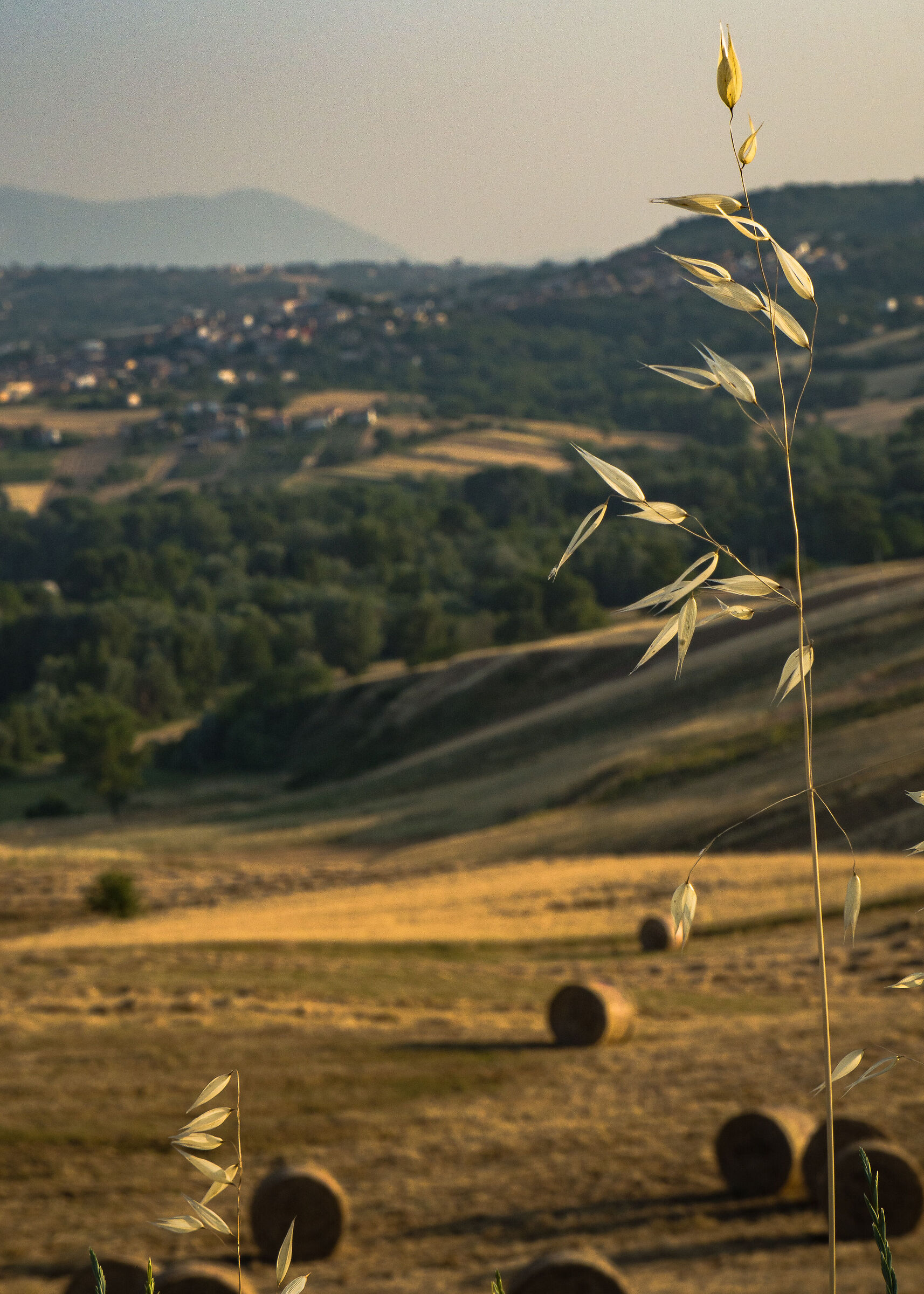 Crop'd