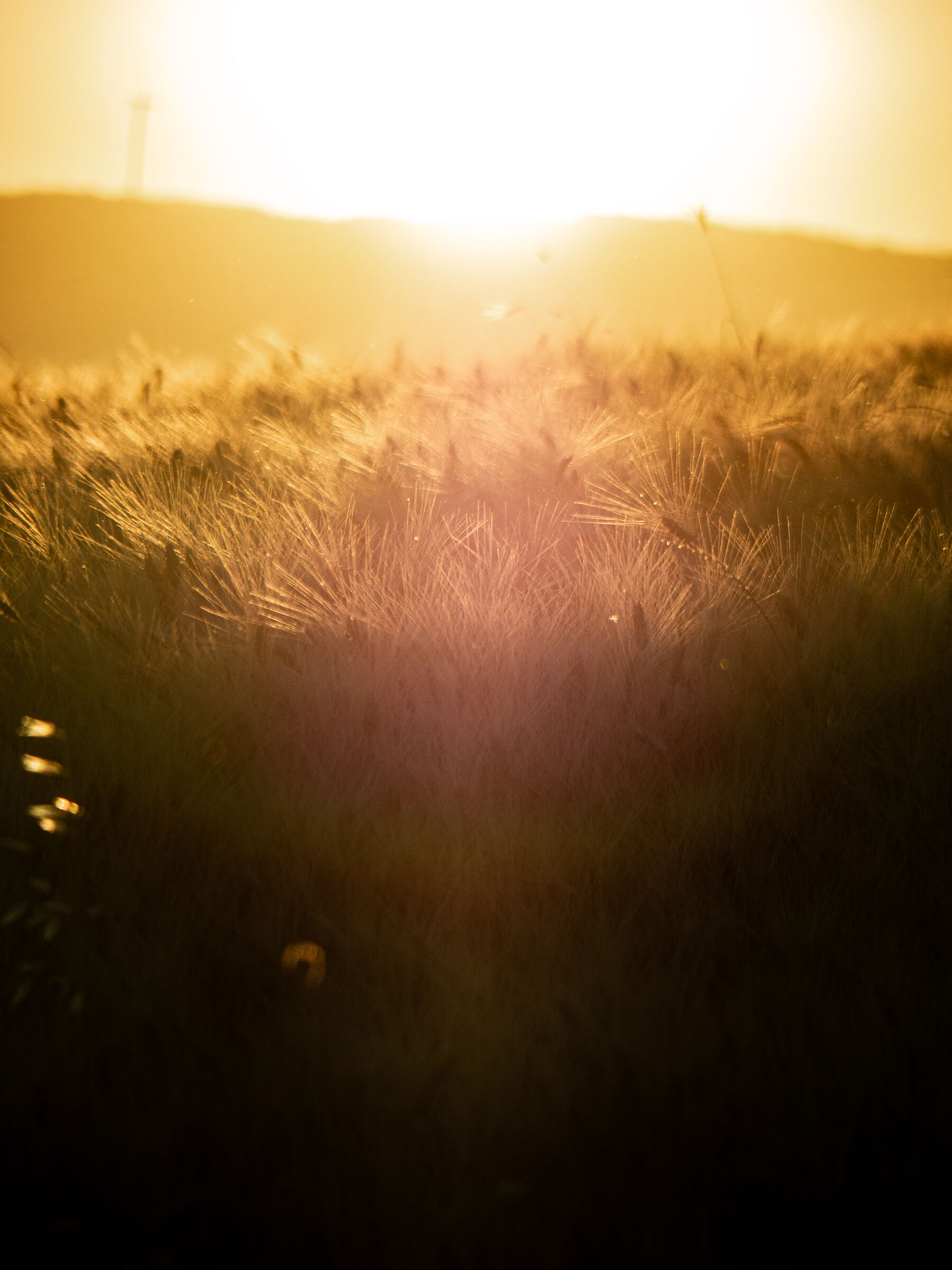 Harvest Light