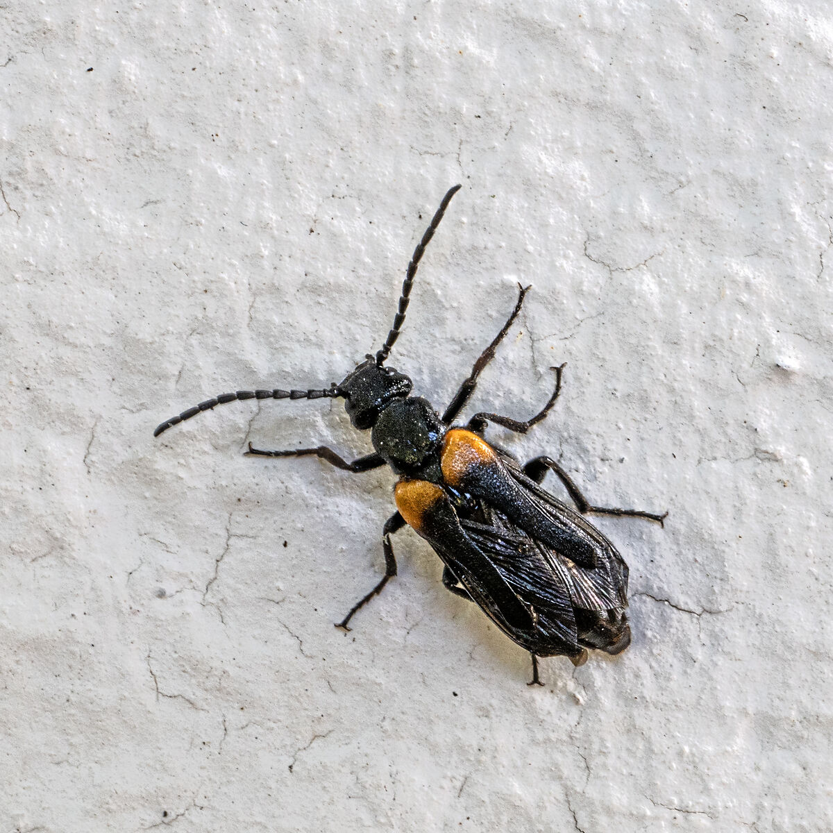 Sitaris muralis