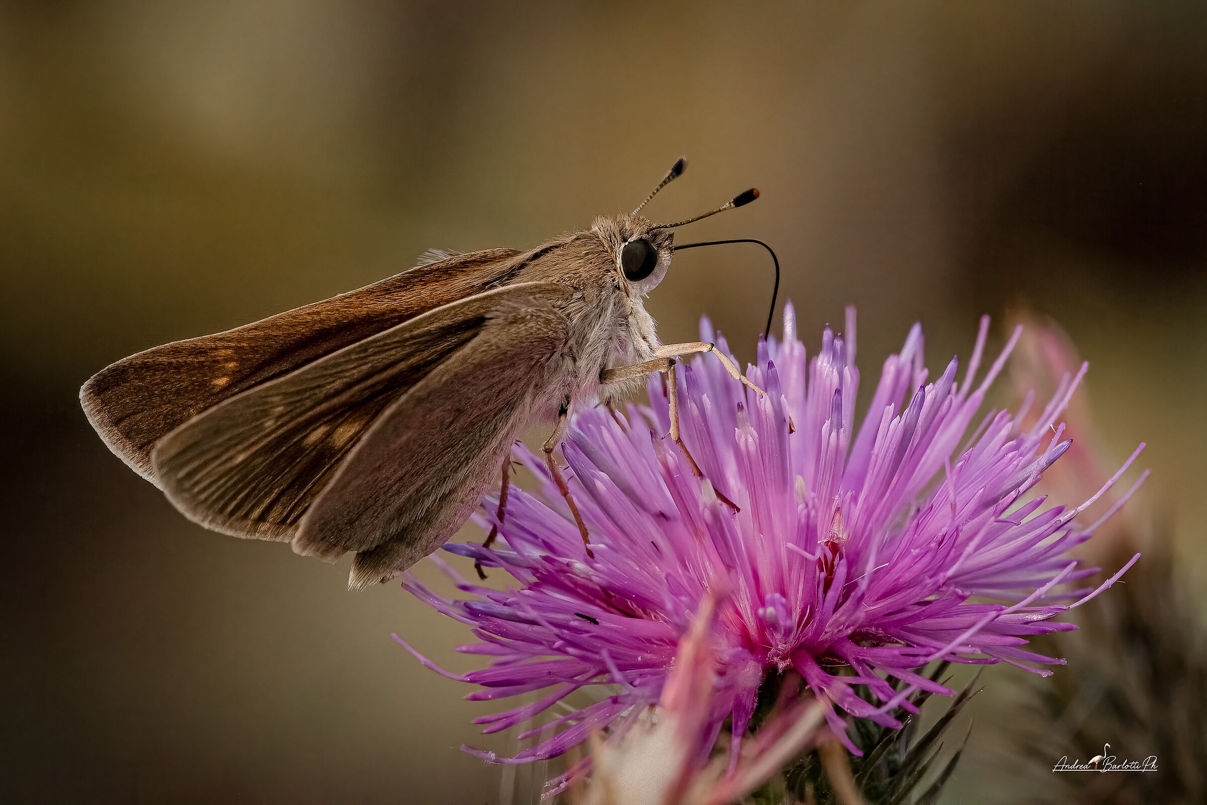 Gegenes nostrodamus female