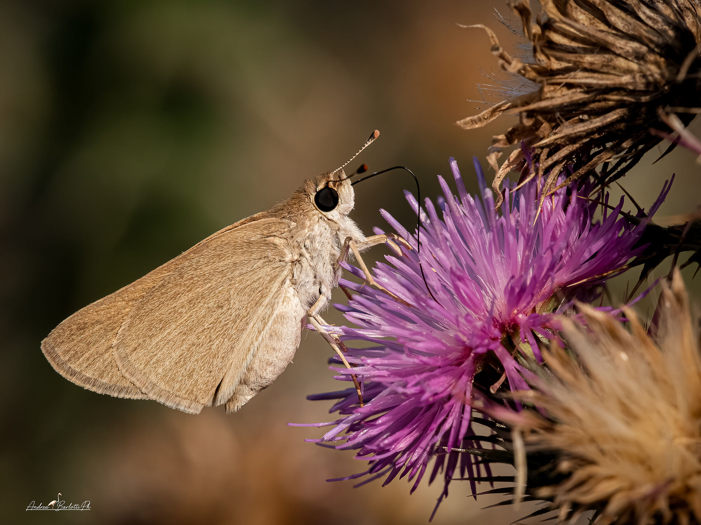 Gegenes nostrodamus male